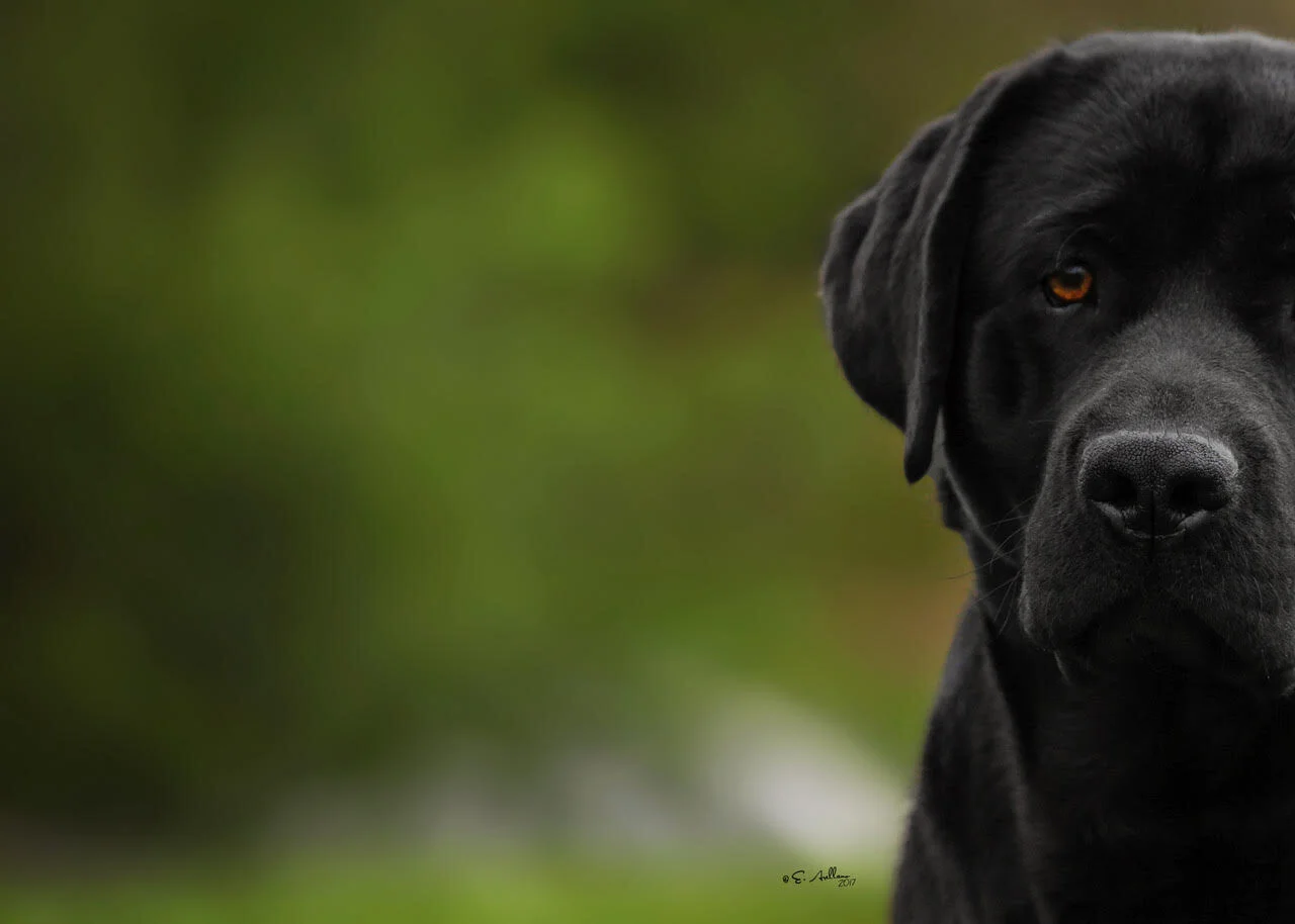 smoky mountain labradors