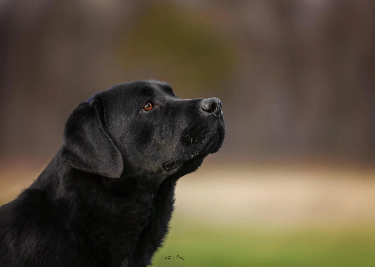 smoky mountain labradors