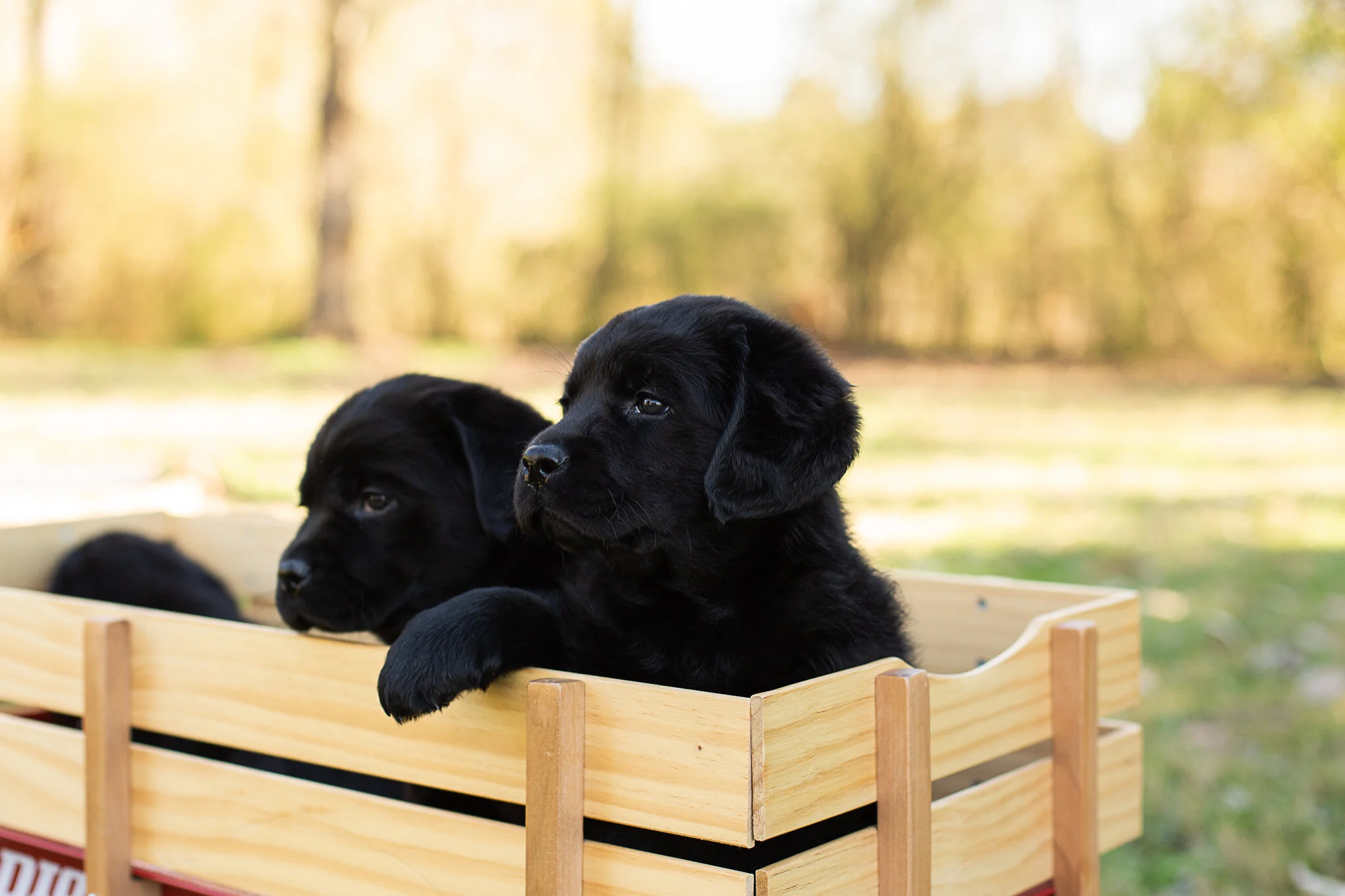 smoky mountain labradors