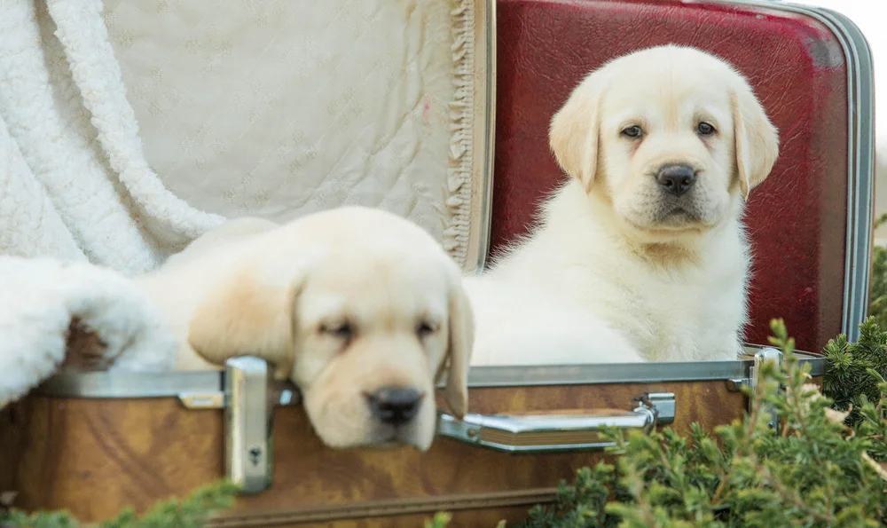 Labrador Puppy Wales