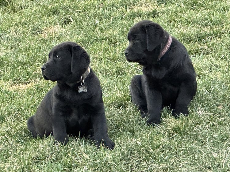 The Truth Behind the Popular Breed: The English Lab Puppy - Is it the ...