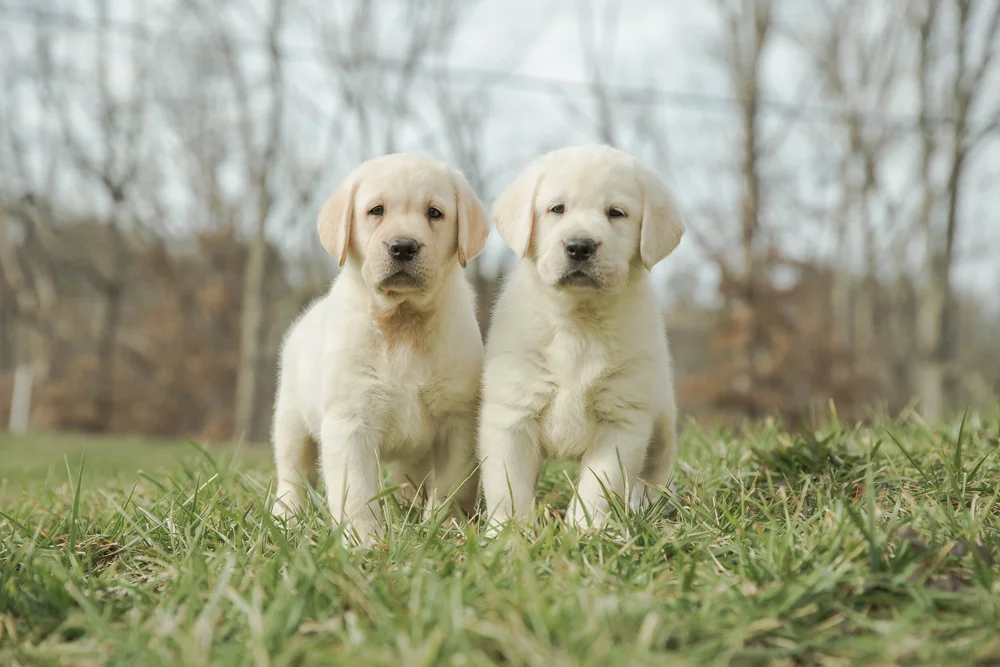 English Cream Labradors A Closer Look — Smoky Mountain Labradors