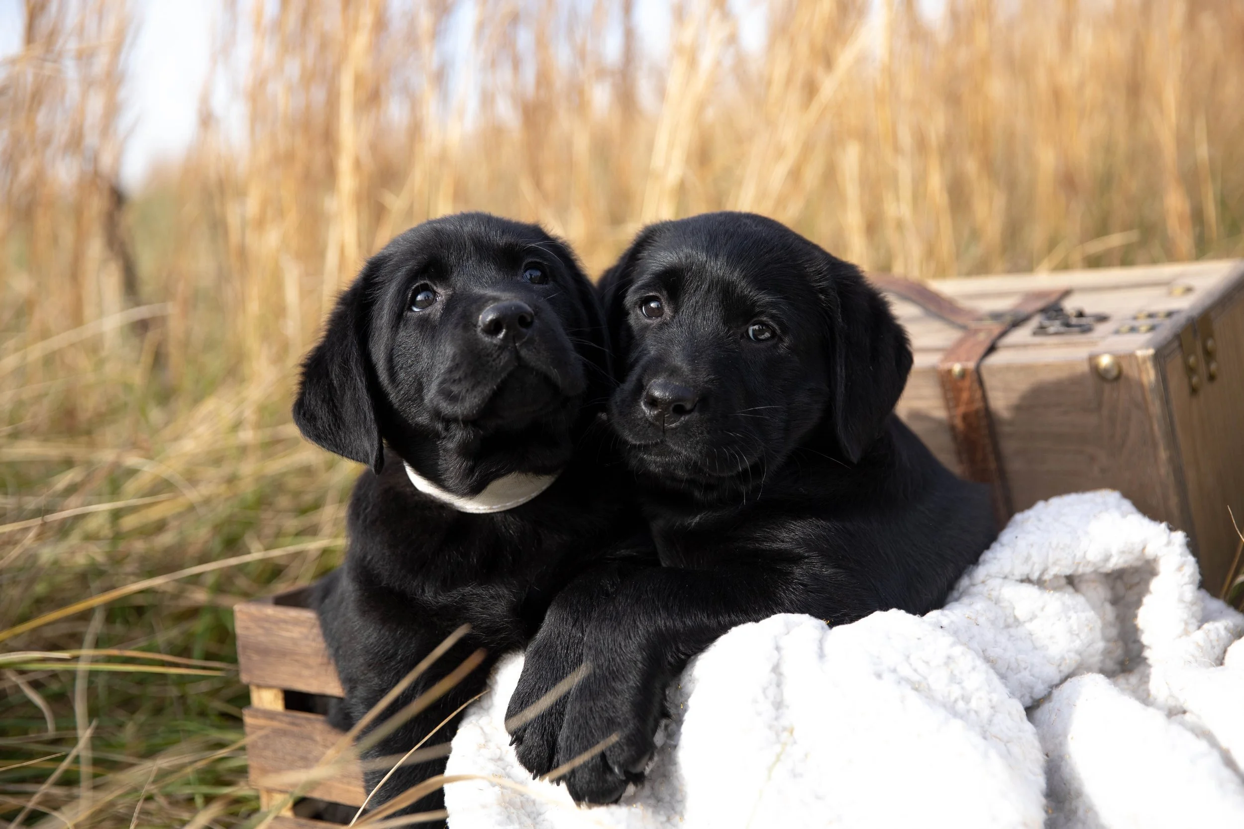 English Labrador Puppies in Dallas — Find Your Perfect Companion