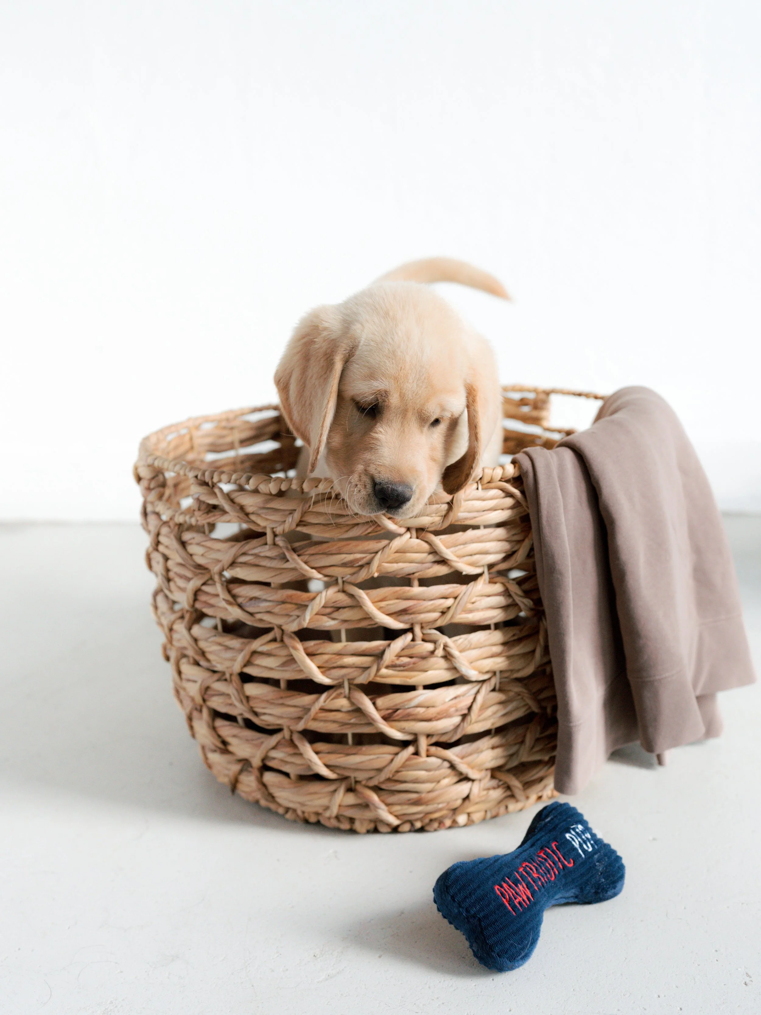 Socialization Skills for Your English Labrador Puppy