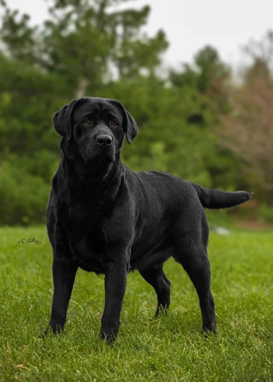 Smoky Mtn Labradors: Raising and Training Exceptional Puppies