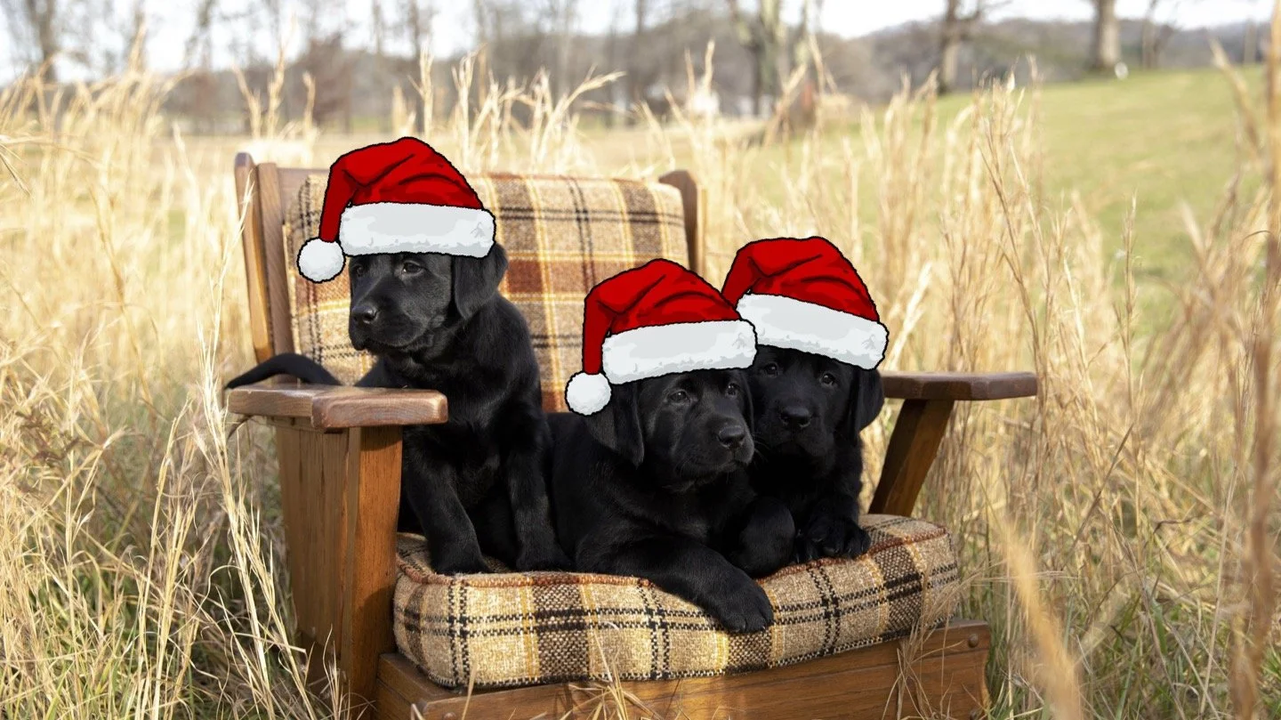 English Labrador Puppies for Christmas | Smoky Mtn Labradors Holiday Guide