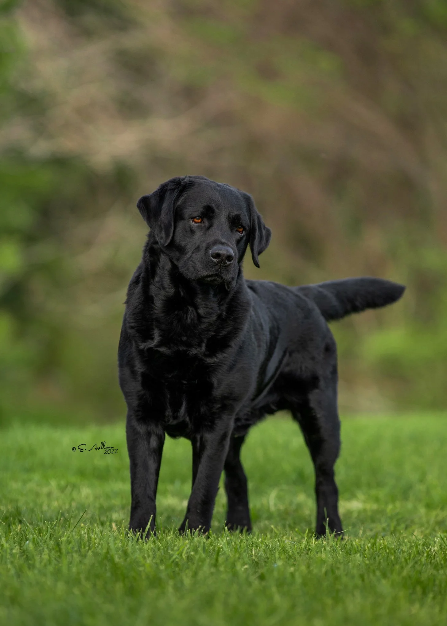 Black Labrador Retriever Black Labrador Retriever