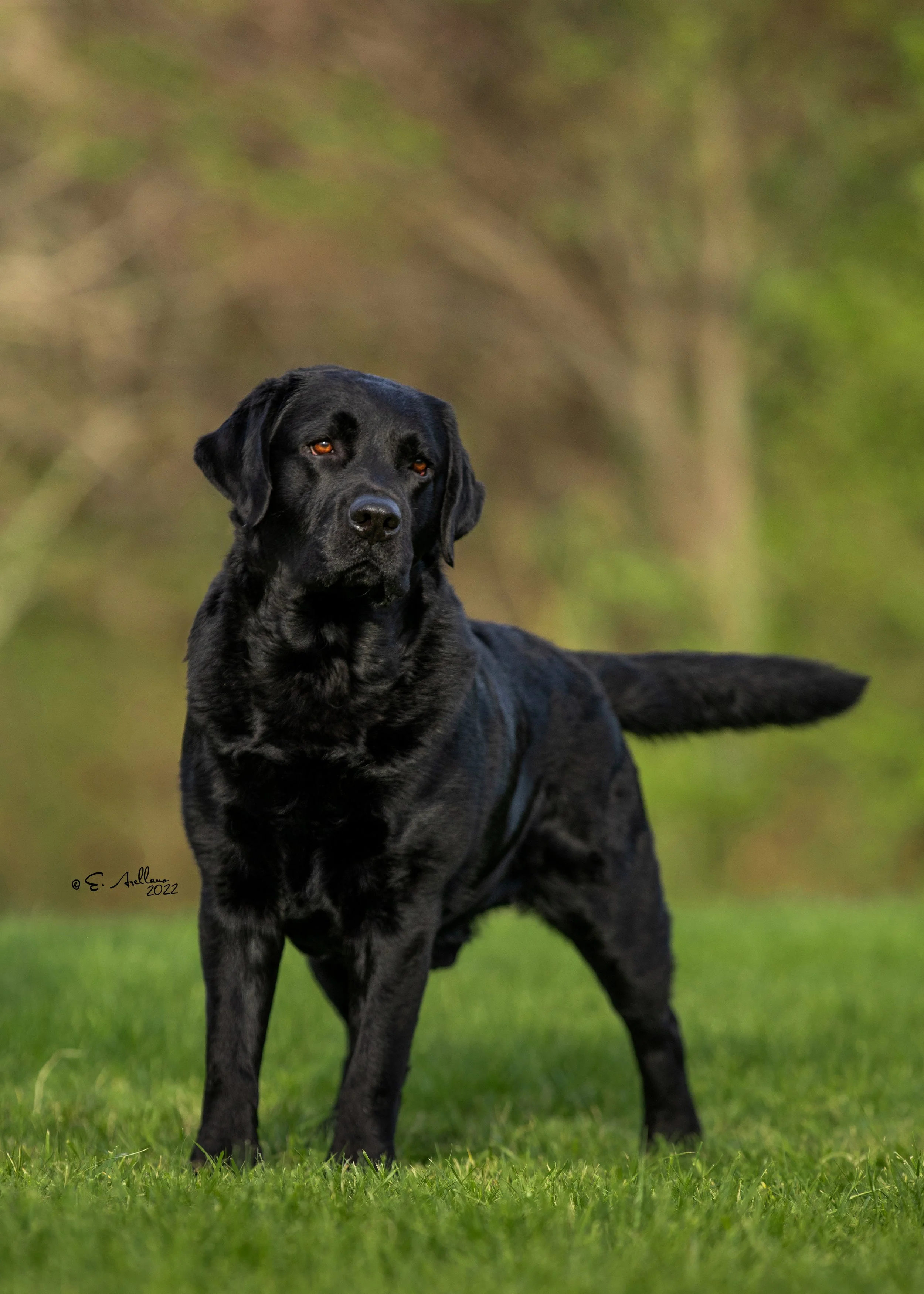 BISS MBOSS AKC GCh Santy Smoky Mtn “MOOSE”