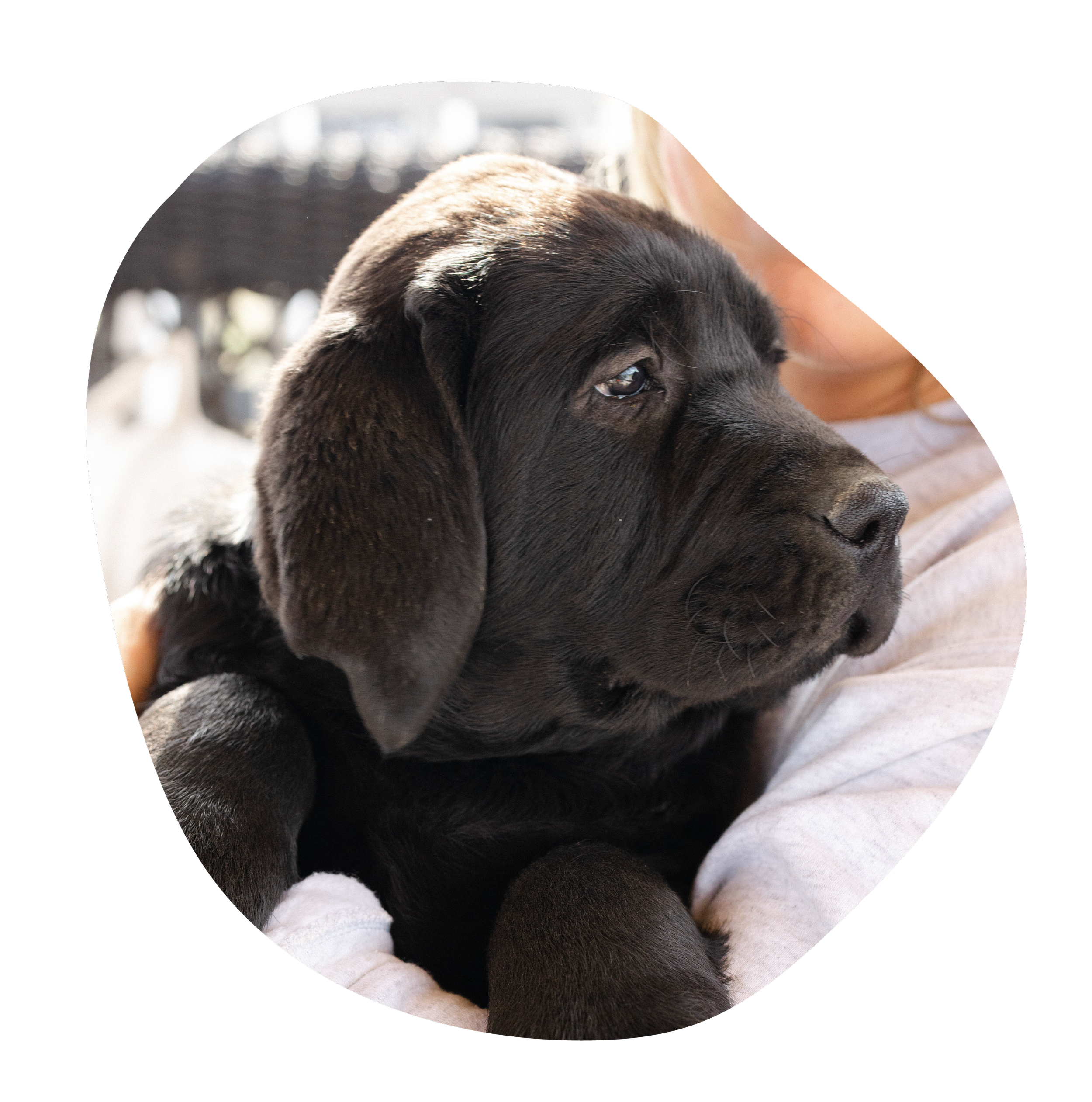 Chocolate Lab Silver Lake Labs Shop Local Lab Puppies For Sale Hot