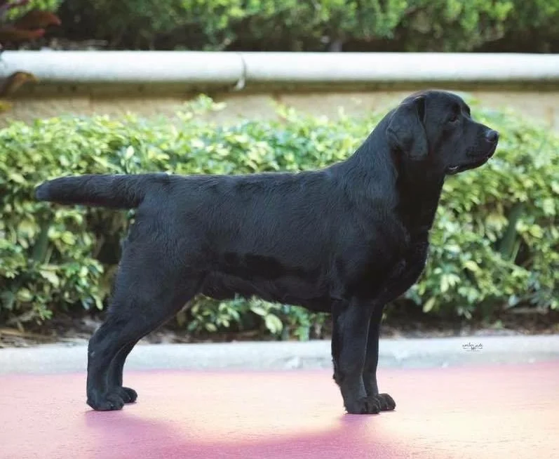 Meet "Memo" at Smoky Mountain Labradors — Smoky Mountain Labradors