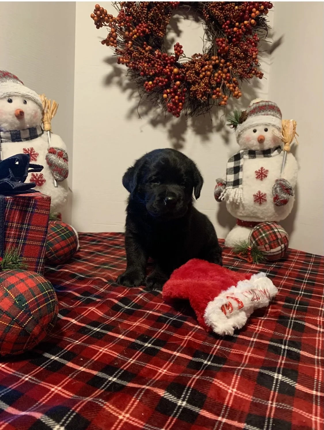 All About English Labrador Puppies — Smoky Mountain Labradors