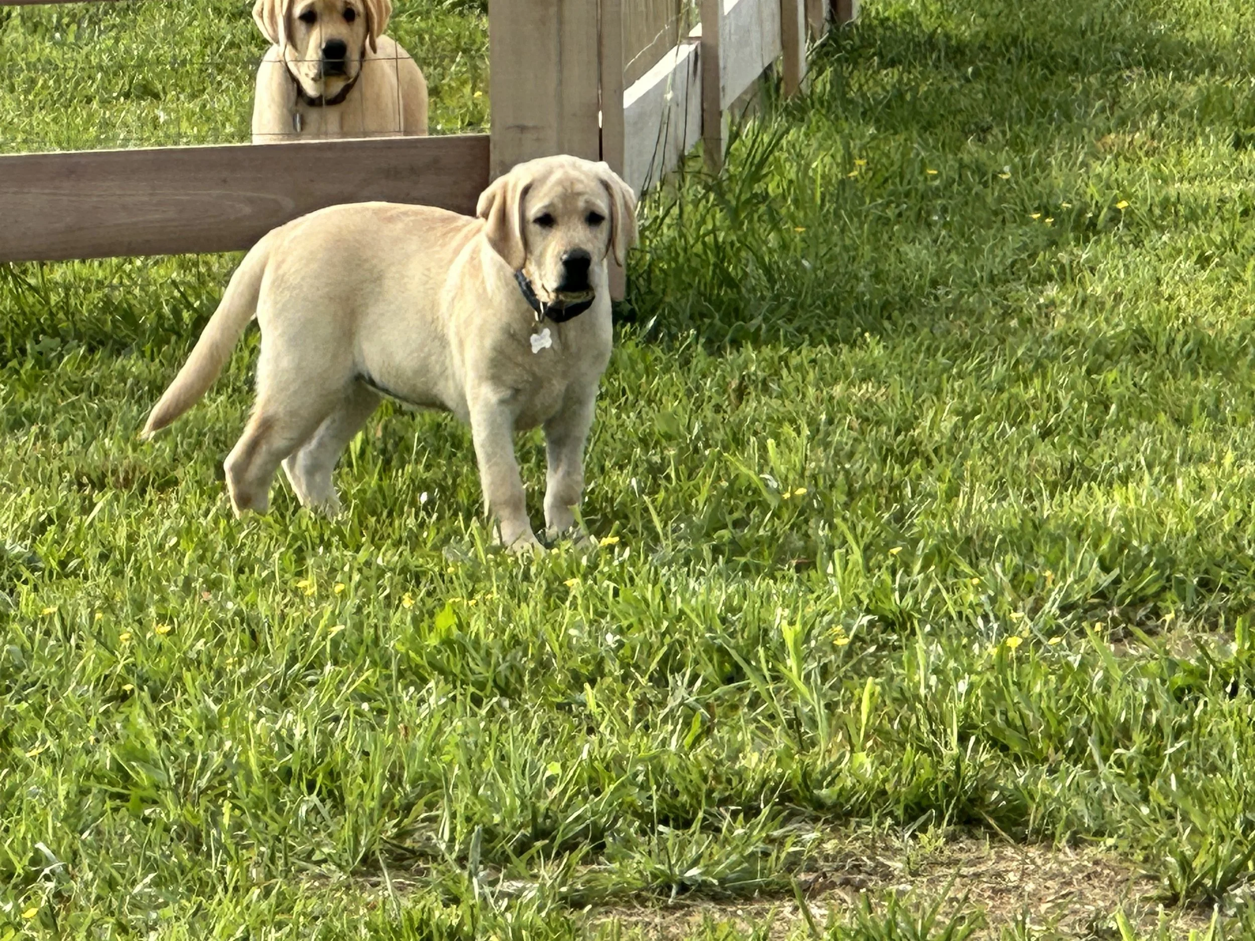 Gallery 3 — Smoky Mountain Labradors