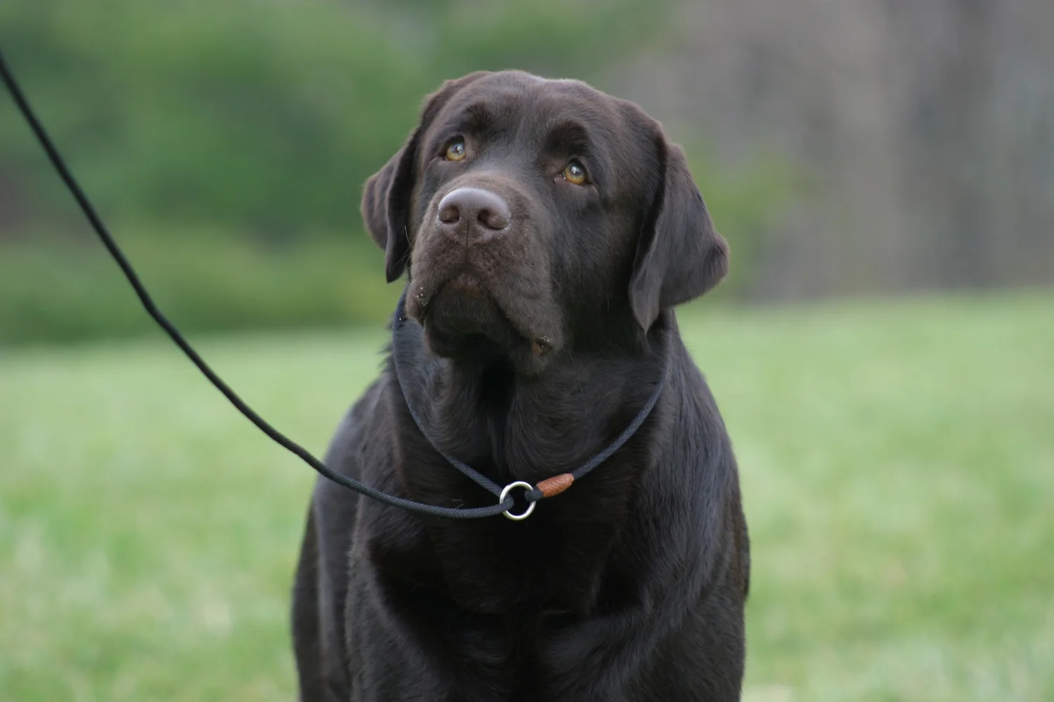 How Long Do English Labradors Live?