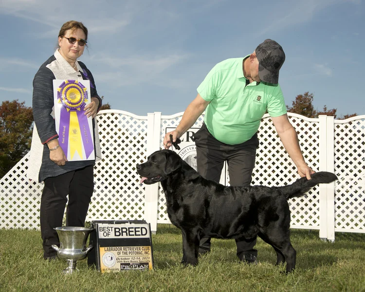 Smoky Mountain Labradors | Our Story & AKC English Labs