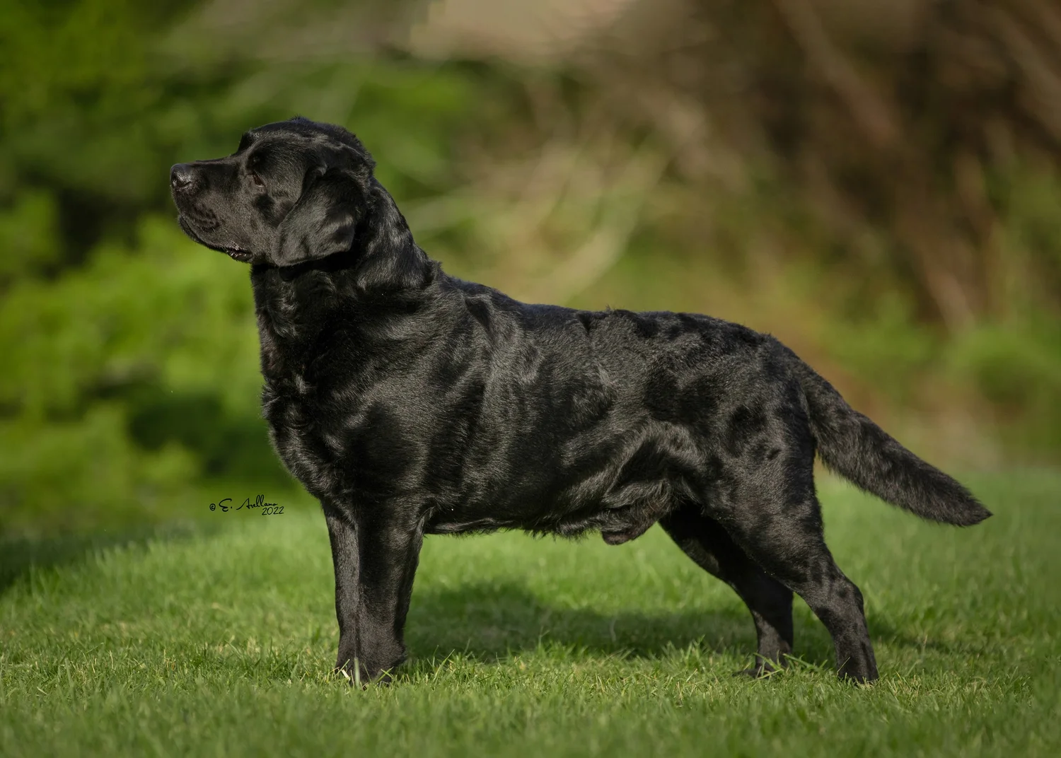 Labrador Gear and Accessories — Smoky Mountain Labradors
