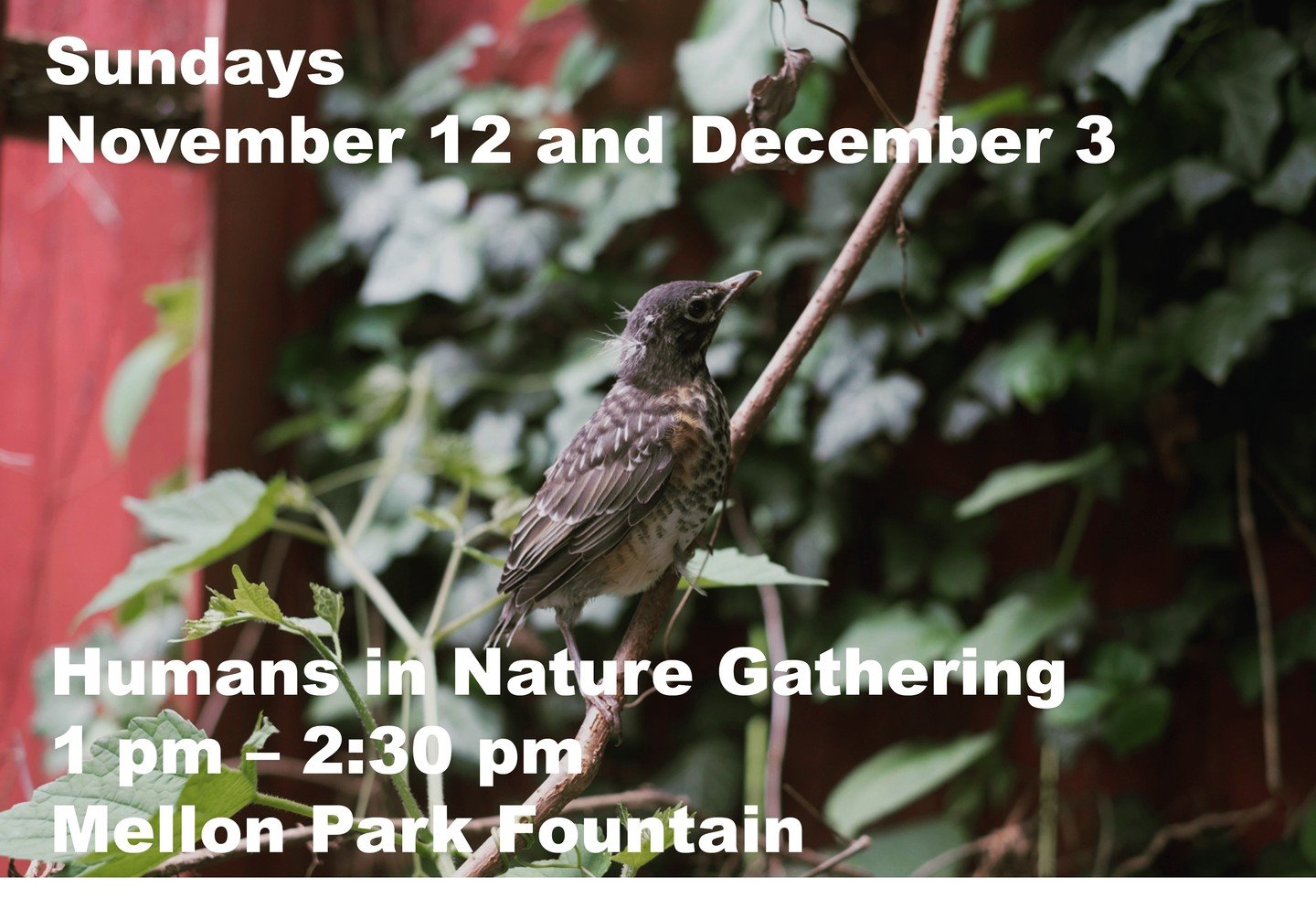Continuing the series for the next two months! Please join us rain or shine in Mellon Park, Shadyside! We meet at the fountain and then explore the plants, trees, animals and birds of the park, they have a lot to share with us!