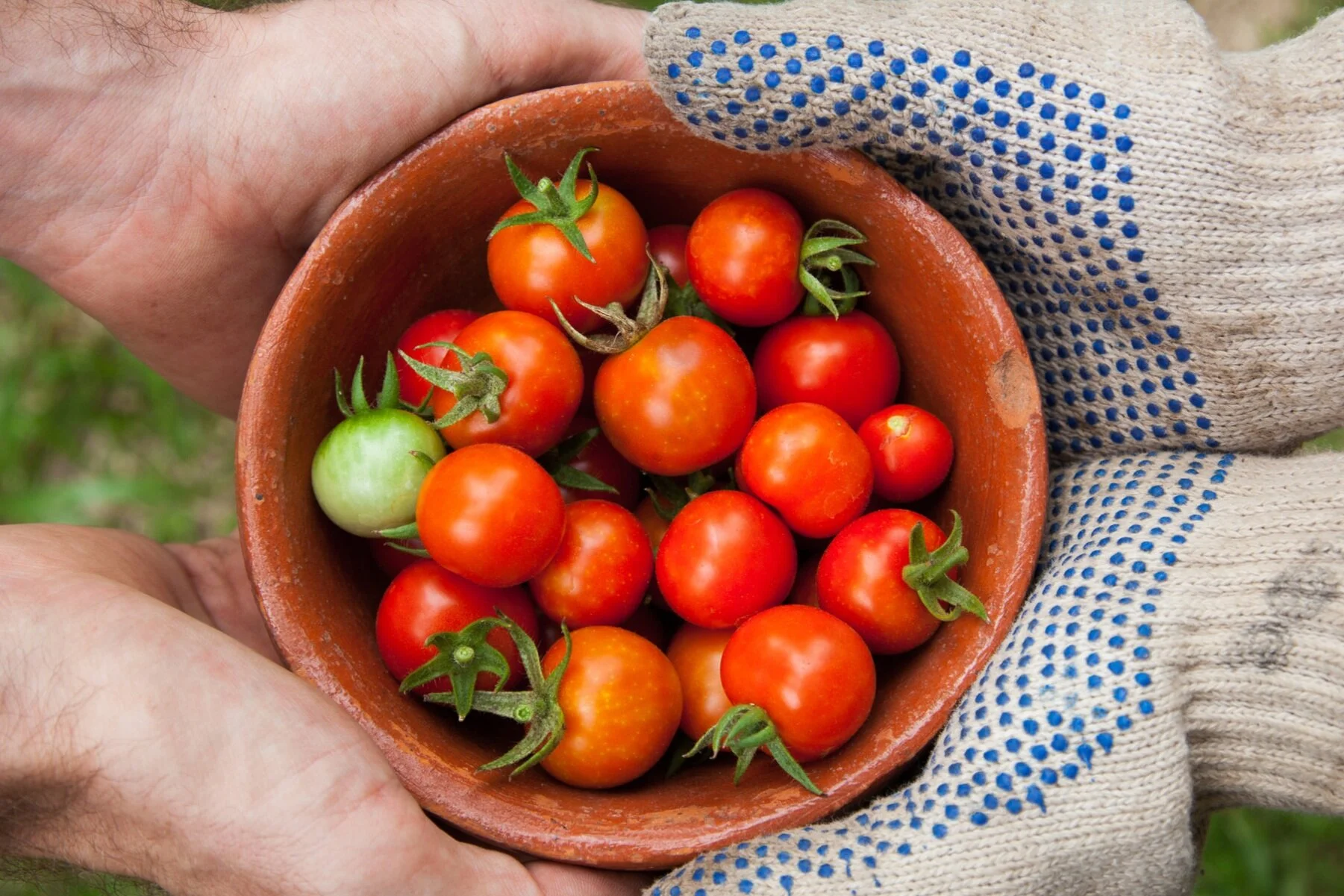 Urban Gardening and Agriculture in Parkdale High Park