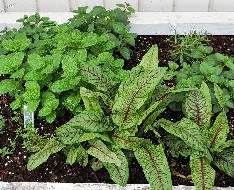 Basic Container Vegetable Gardening for your Balcony's Microclimate ...