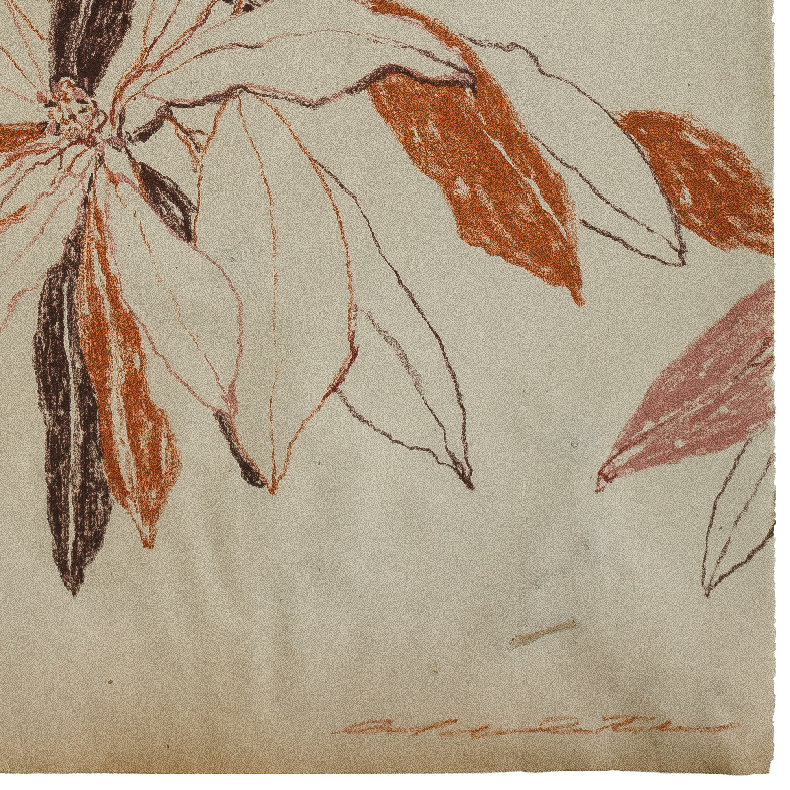 autumn bay magnolia study no2 3.png