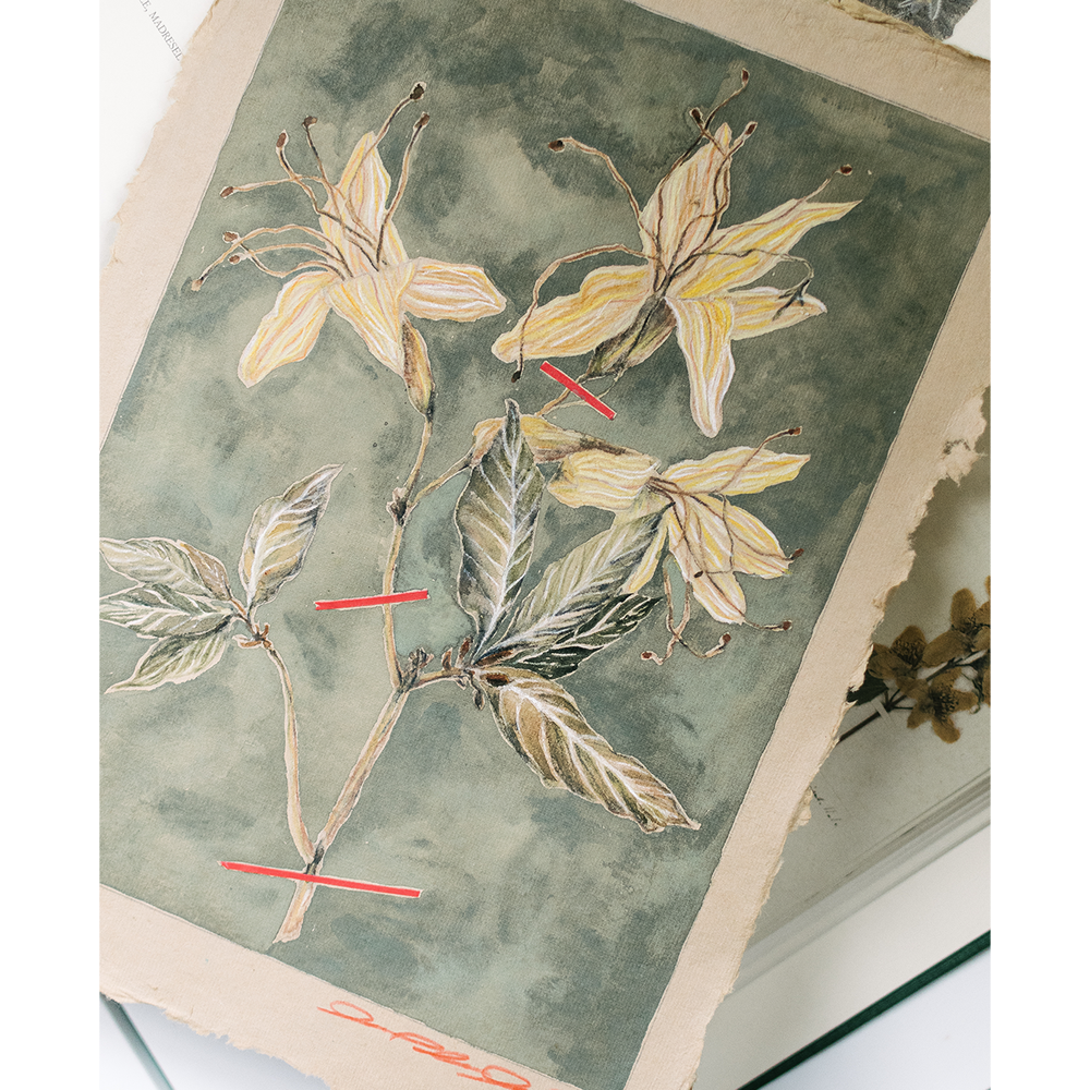 rhododendron nudiflorum i  laureldawncornerstudio