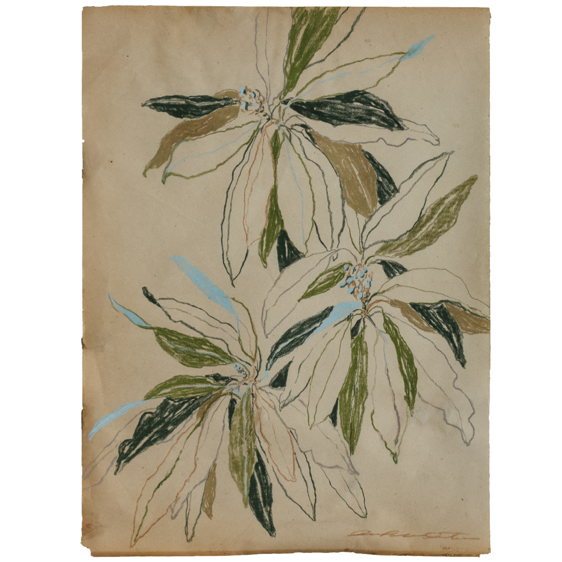 curling leaves study no2 6.png