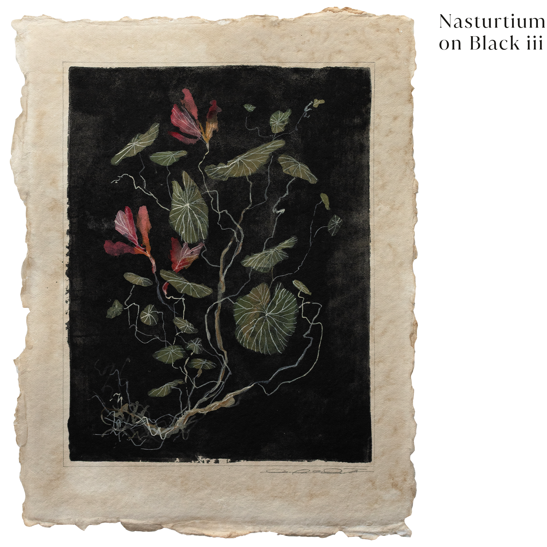 Nasturtium on Black iii.png