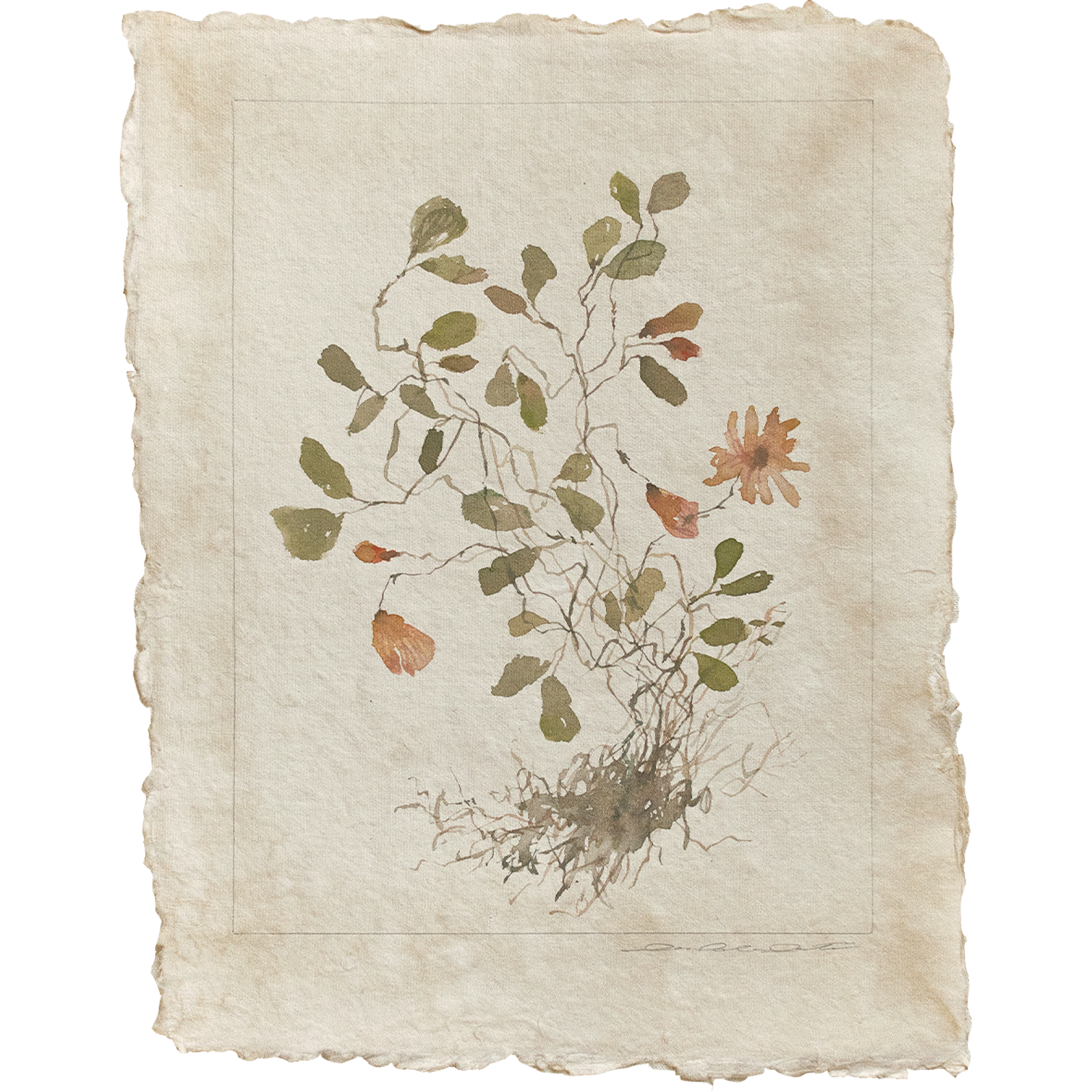 WEB holiday 2025 trifolium stoloniferum 1.png