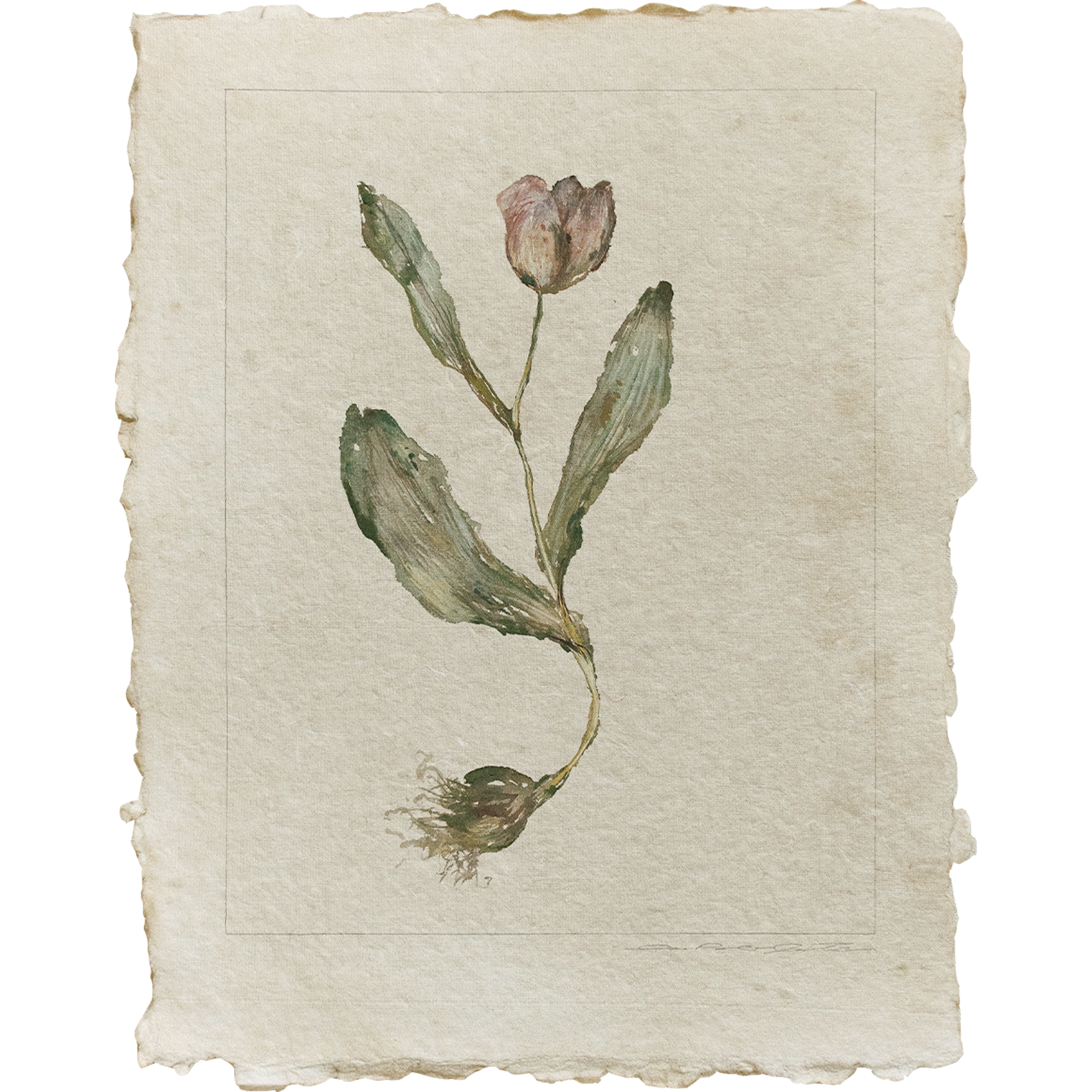 WEB holiday 2025 tulip single 1.png