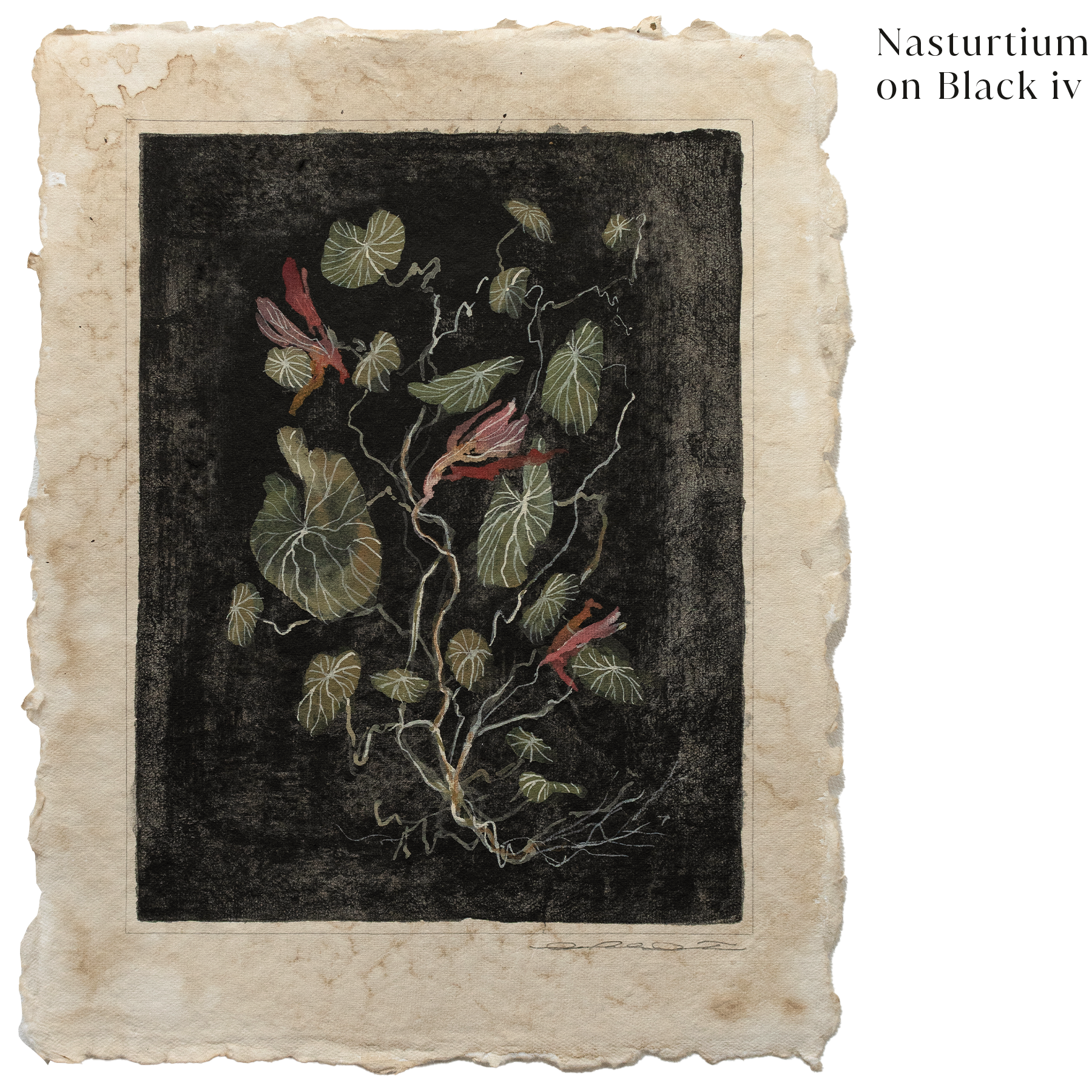 Nasturtium on Black iv.png