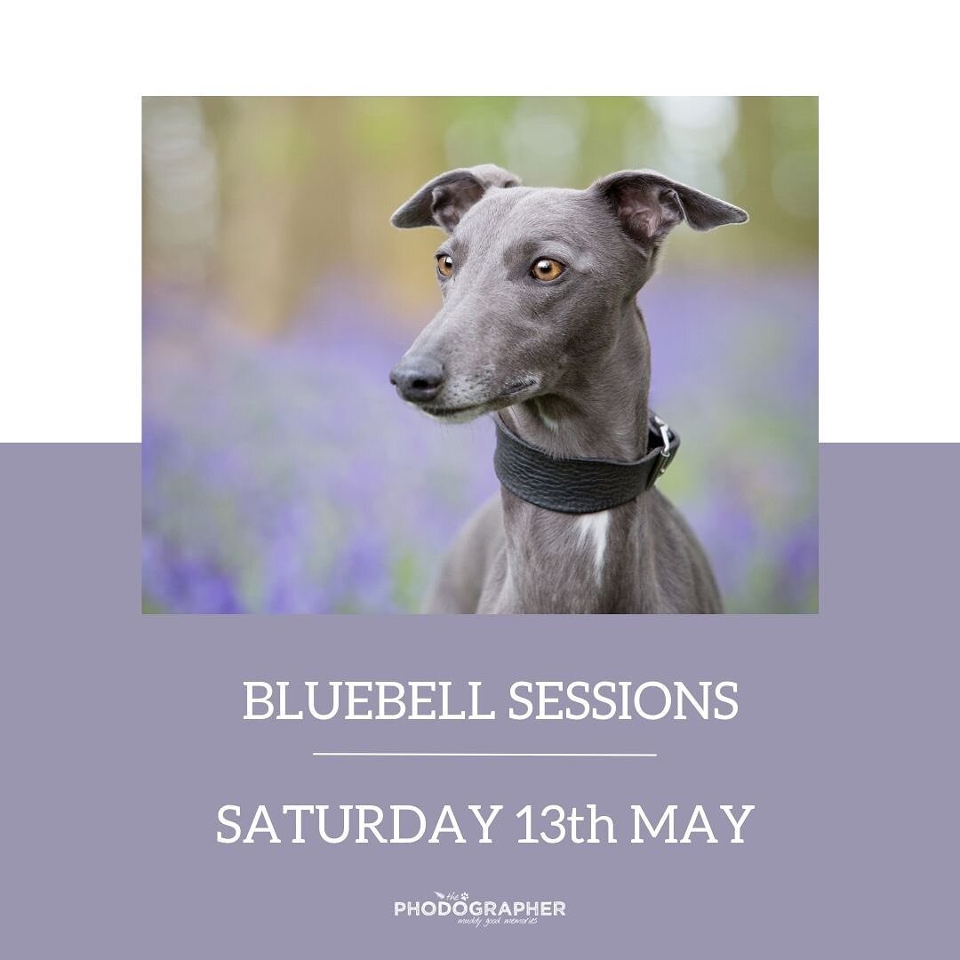 One spot left for the bluebell mini.

Love that you guys like the idea 👍🏻🌱

Is a mini session right for you? Swipe to see a little graphic to work out what suits you best. 

#thephodographer #yorkdogphotographer #petphotography #yorkpetphotographe