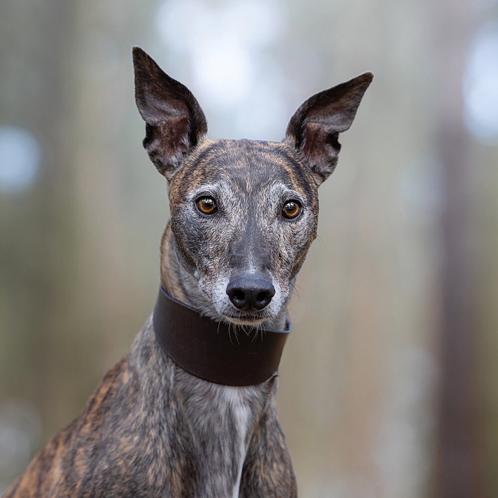 Lottie, I loved having you in front of my camera with your fabulous ears! Thanks for coming all that way to see me. 

Woodland Explorer, Lottie, April 2023