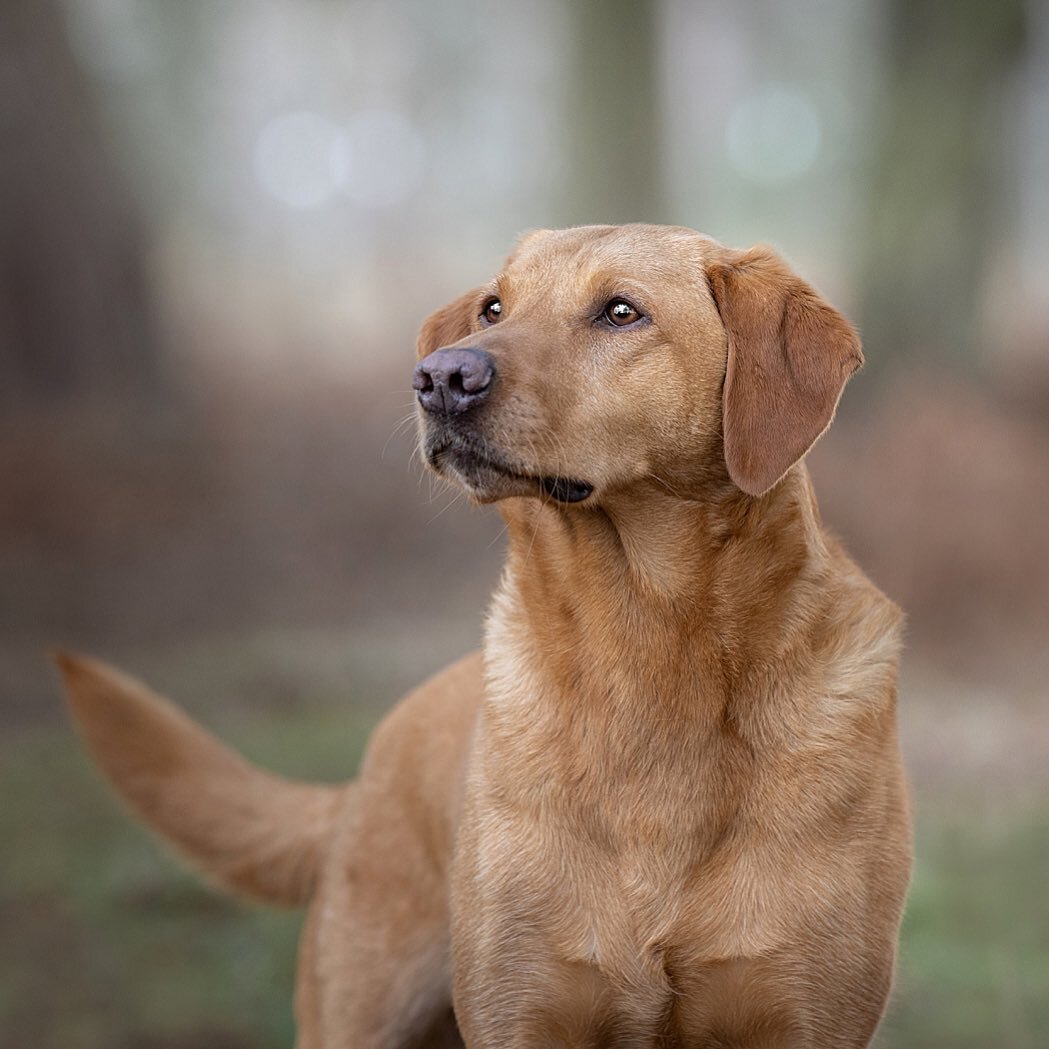 The universe keeps sending me fox red labs this year and I am IN HEAVEN!! This beauty is Tarka. We made pictures in and out of the water and had so much fun. 

Until next time gorgeous girl 🙂￼

#thephodographer #foxredlabrador #foxredlab #dogphotogr