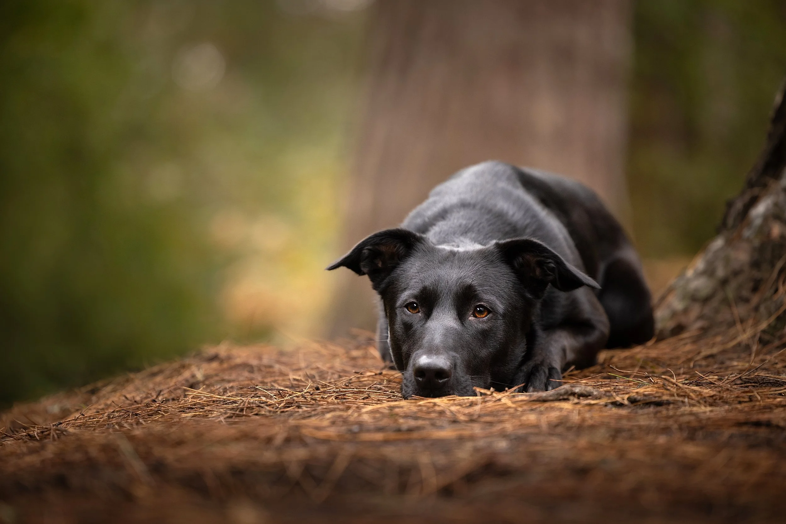 dog photography mentorship in york