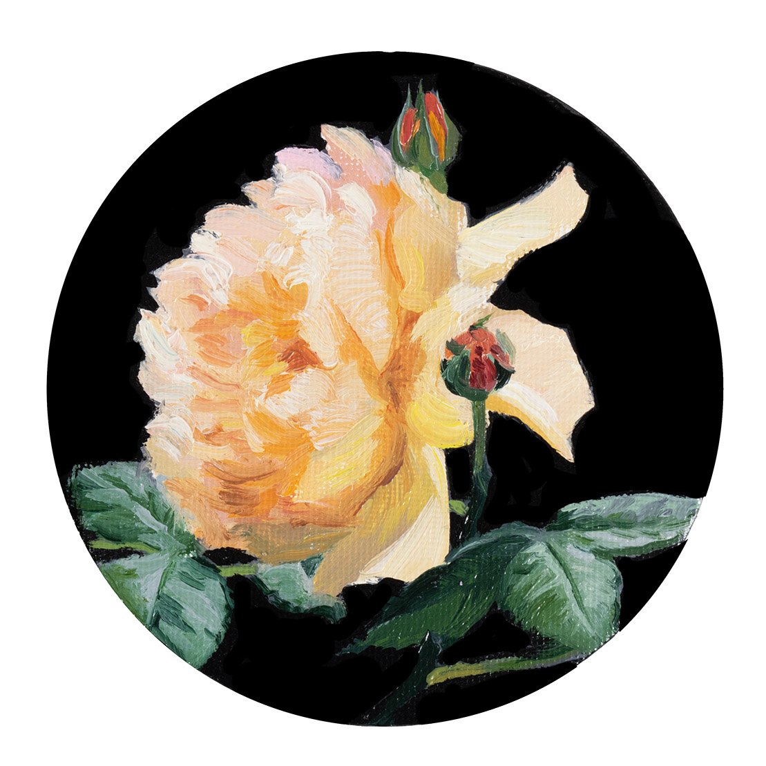 Dreamsicle Rose with Buds