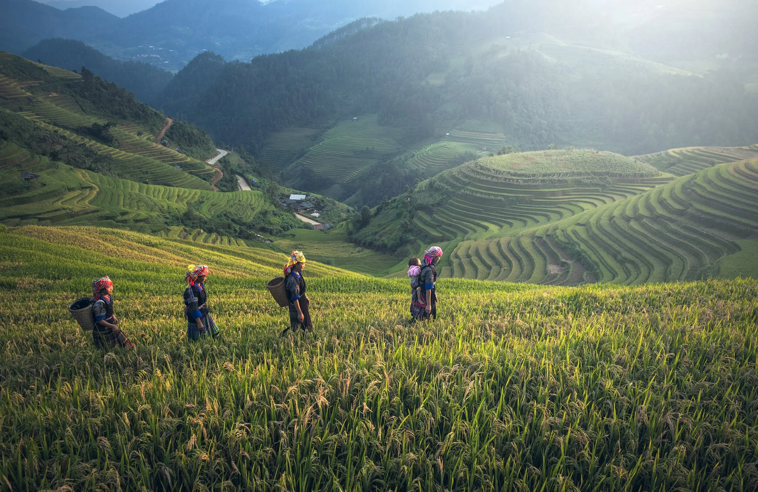 agriculture-1793403.jpg