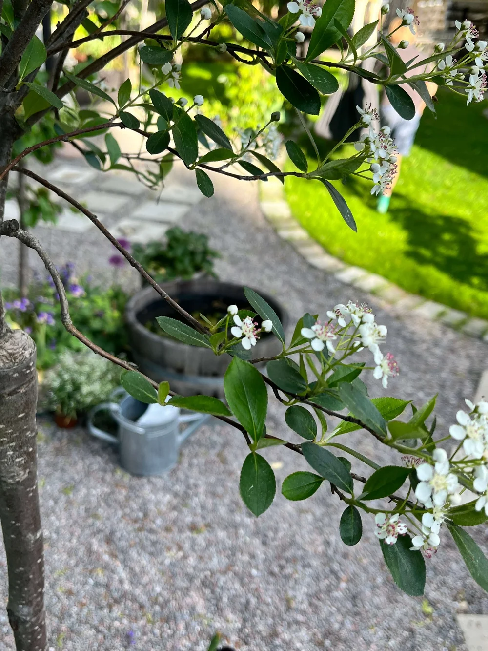 aronia trädgårdstid2.jpeg