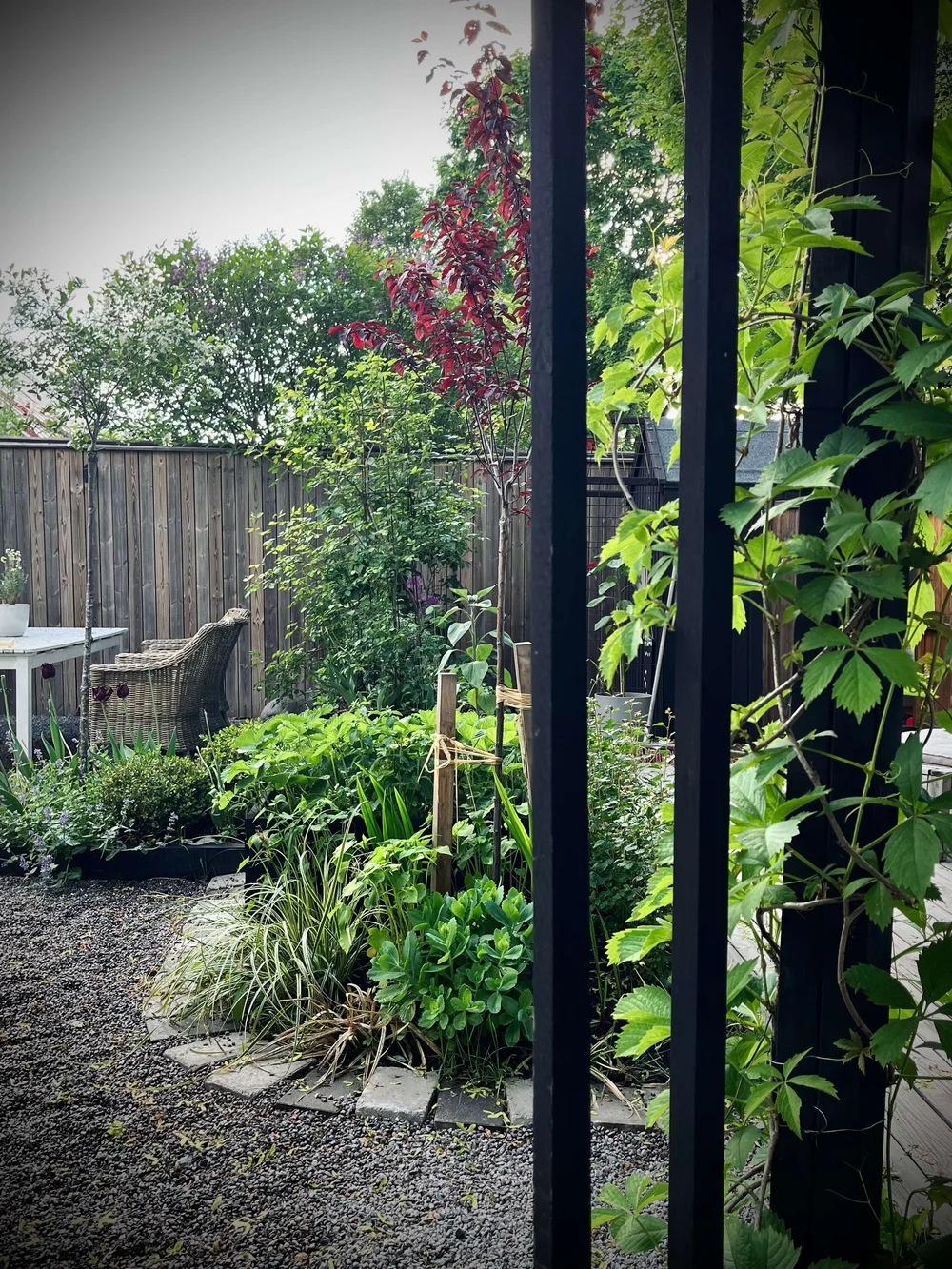 aronia trädgårdstid.jpeg