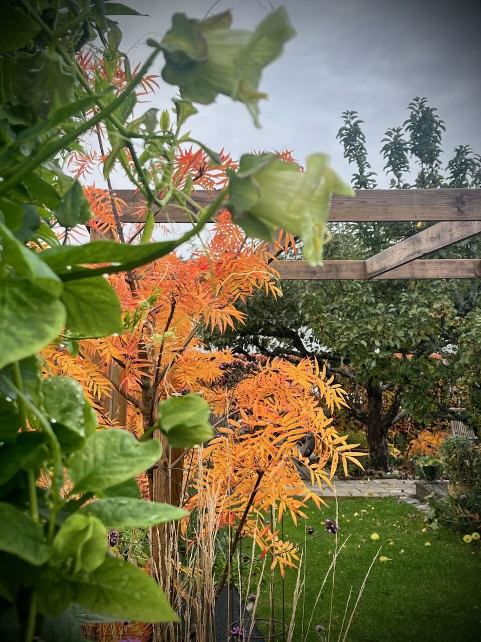 tradgardskallan - 13.jpeg