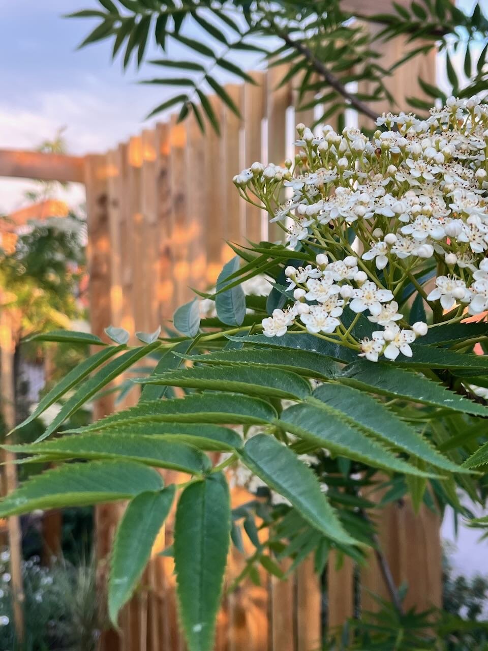 tradgardskallan - 8.jpeg