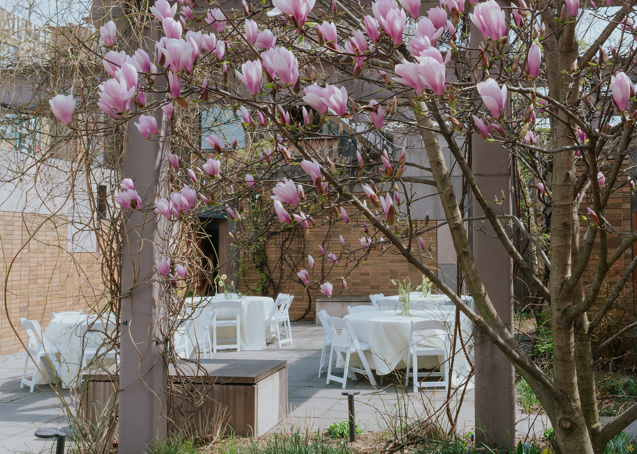 A bridal shower under the magnolia trees at Carroll Hall in Brooklyn, NY