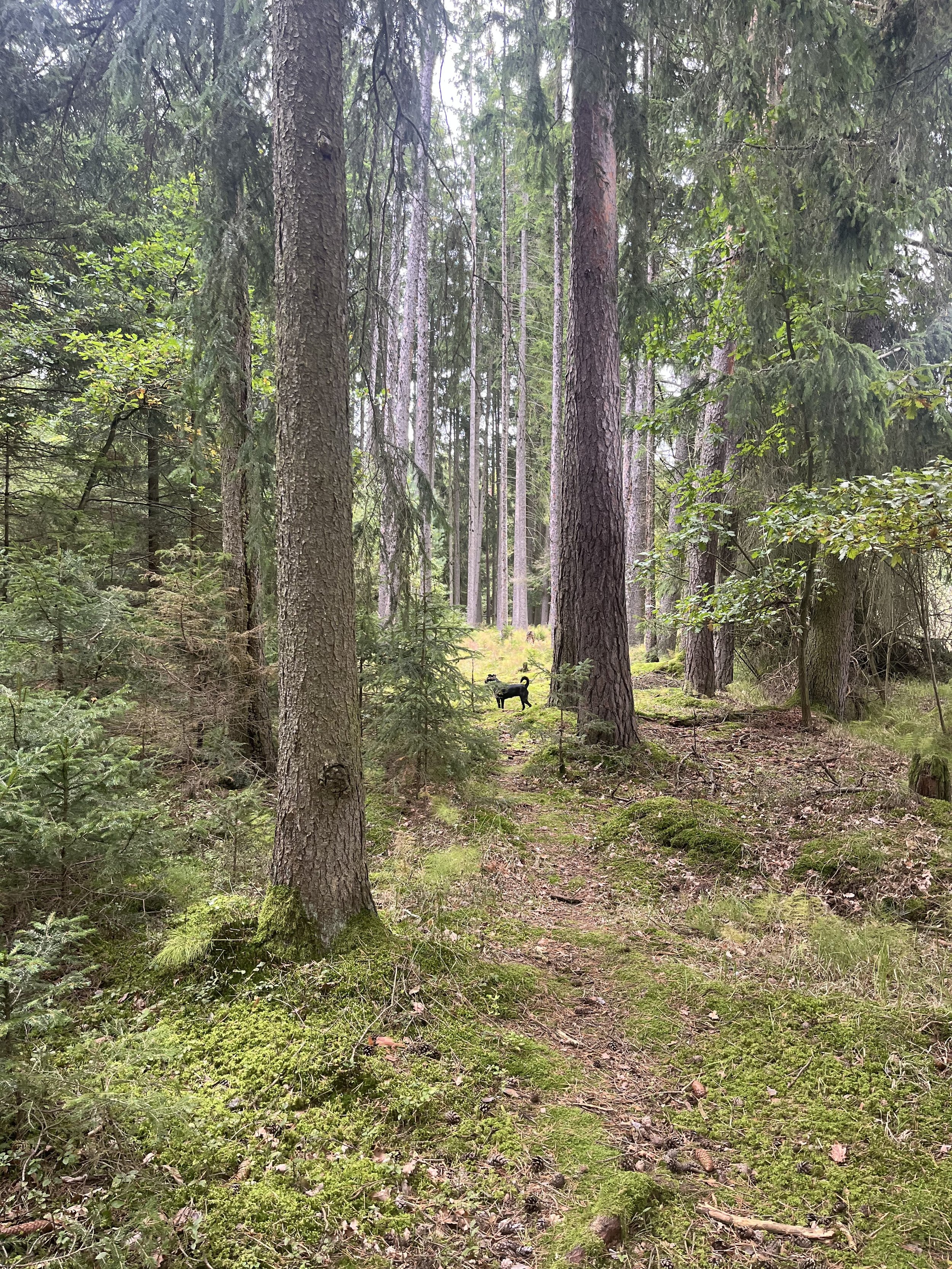 Vision Quest im Regen: Erinnern, dass wir Natur sind 🍀