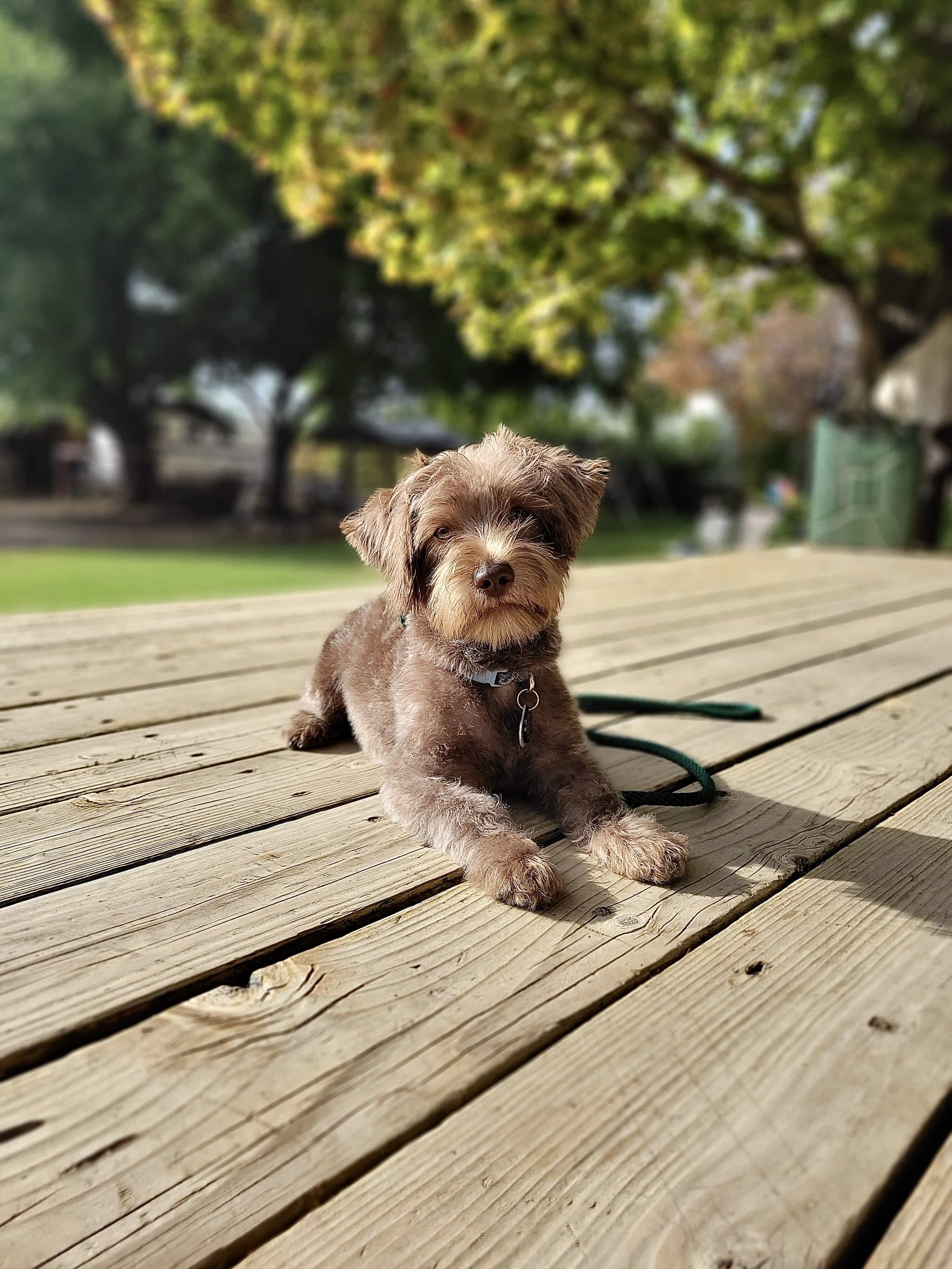 Puppy: 2 Week Board & Train + 5 Private Lessons