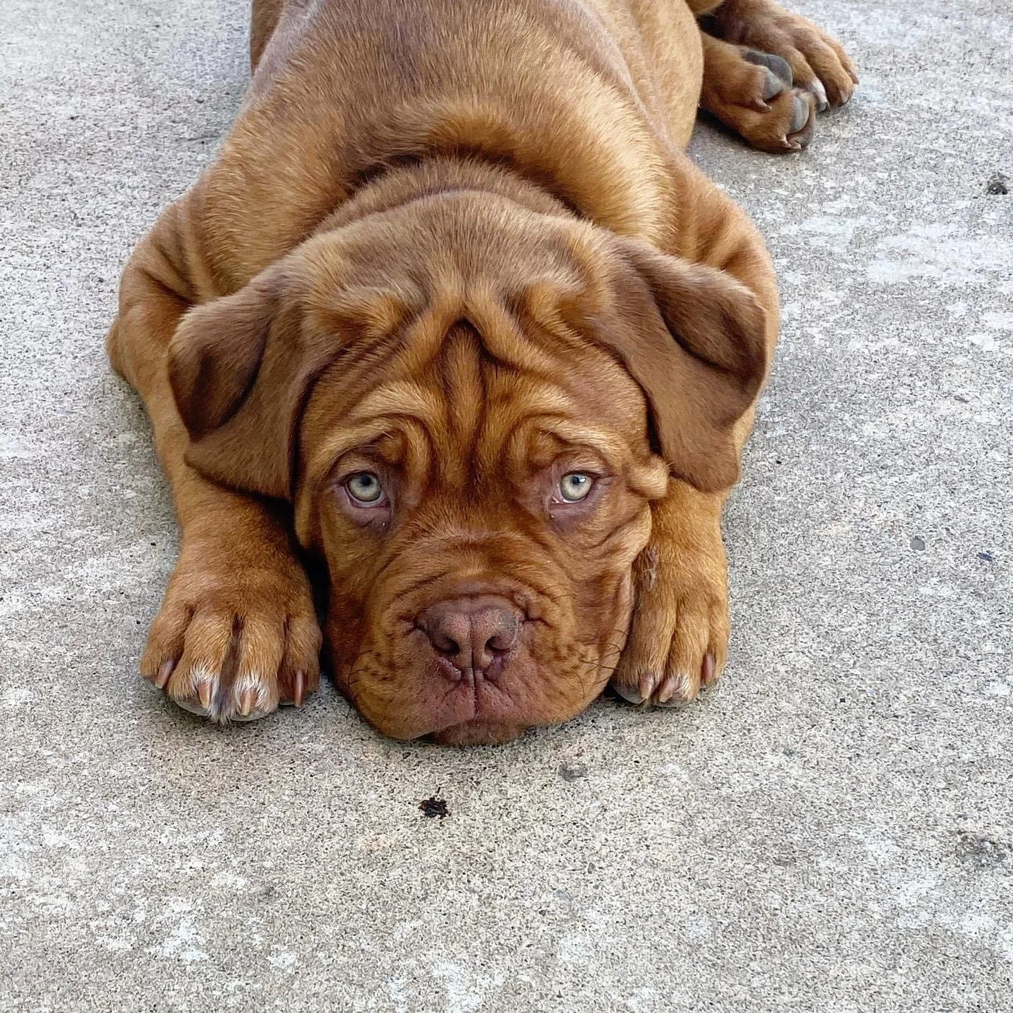 Puppy: 6 Week Board & Train + 5 Private Lessons