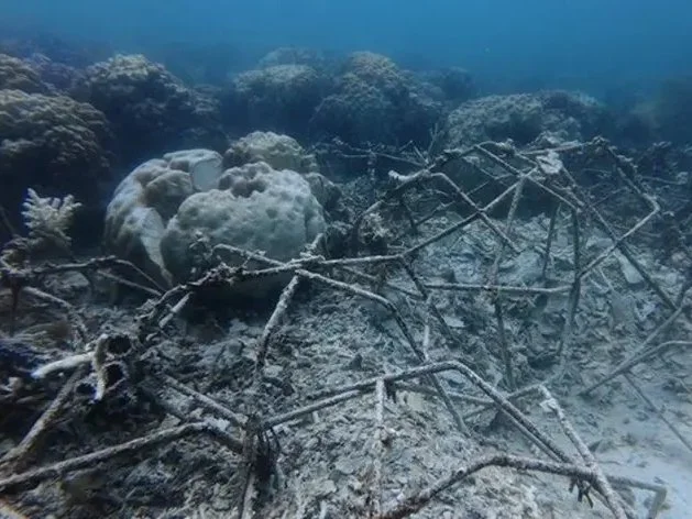 Planted Reefs Off Semporna Destroyed In Suspected Fish Bombing