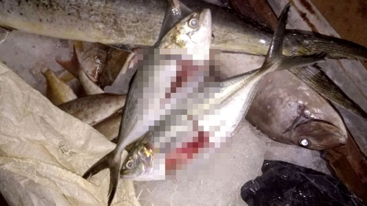 Navy Nabs Suspect With 820KG Of Fish Caught With Explosives