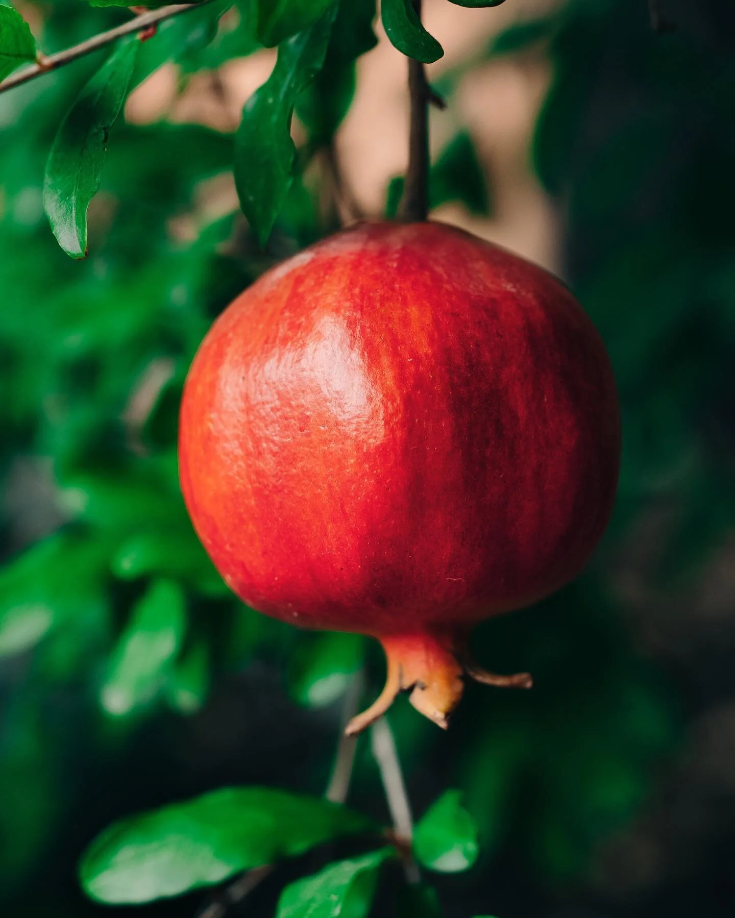 Our Pomegranates are coming in strong this year thanks to all the rain! These are gonna be delicious 🤤
