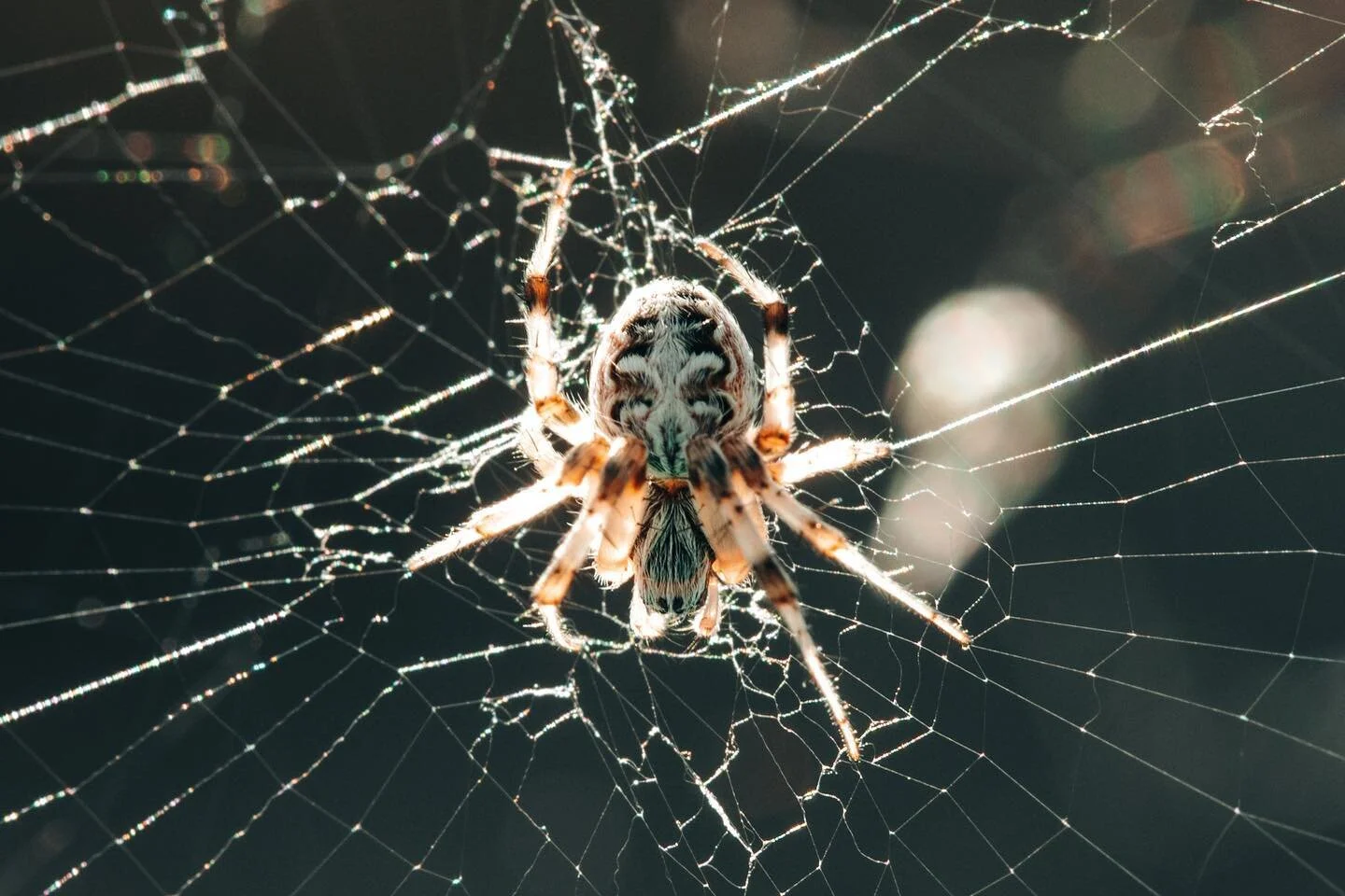 The Itsy Bitsy Spider made its home on my daughter&rsquo;s slide in the backyard. I know the song doesn&rsquo;t go that way, I&rsquo;m just telling the truth. 🤣