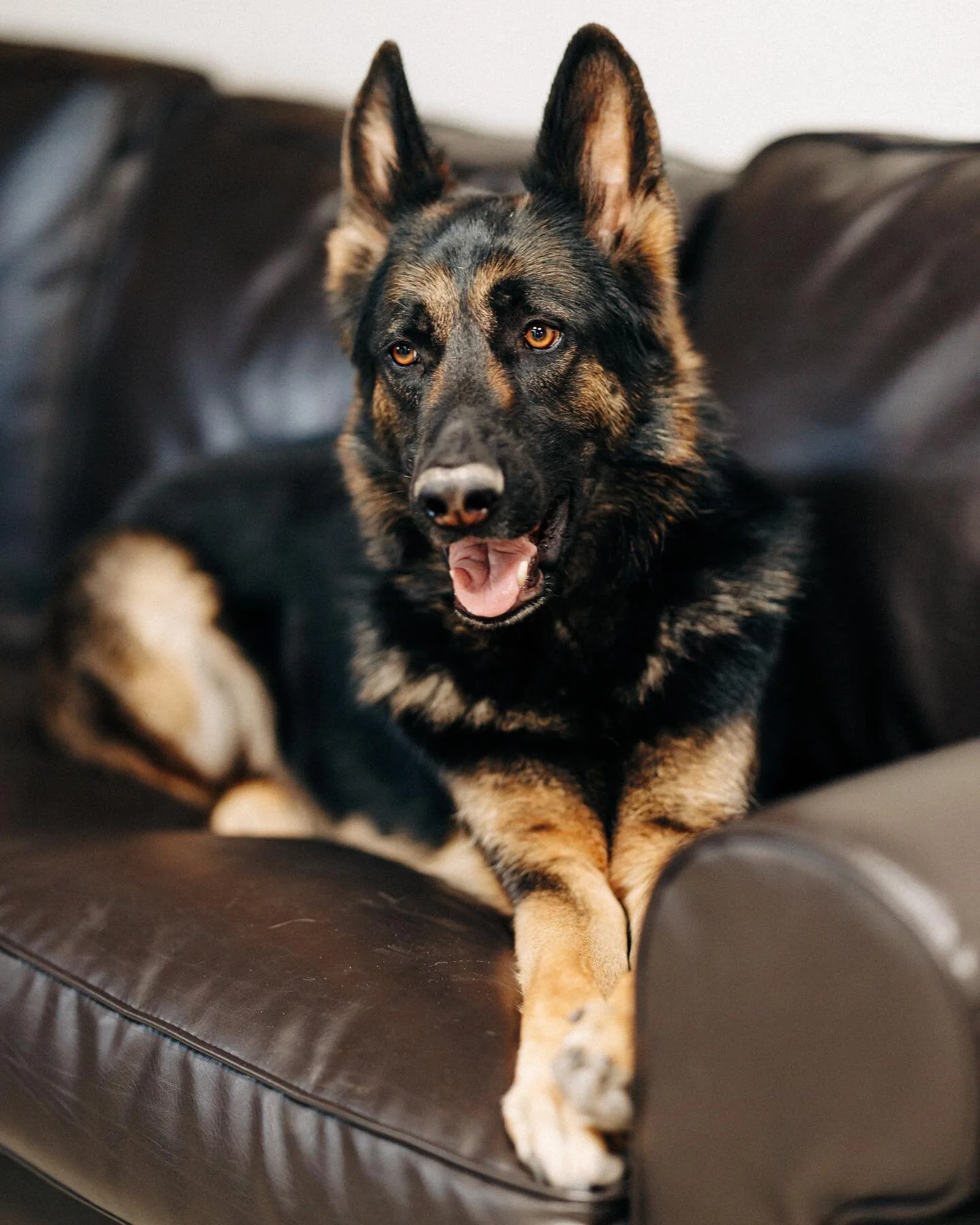 This handsome boy seems to be feeling better now. Scary couple of days, but he&rsquo;s acting normal again! #germanshepherd @canonusa #shotwithcanon