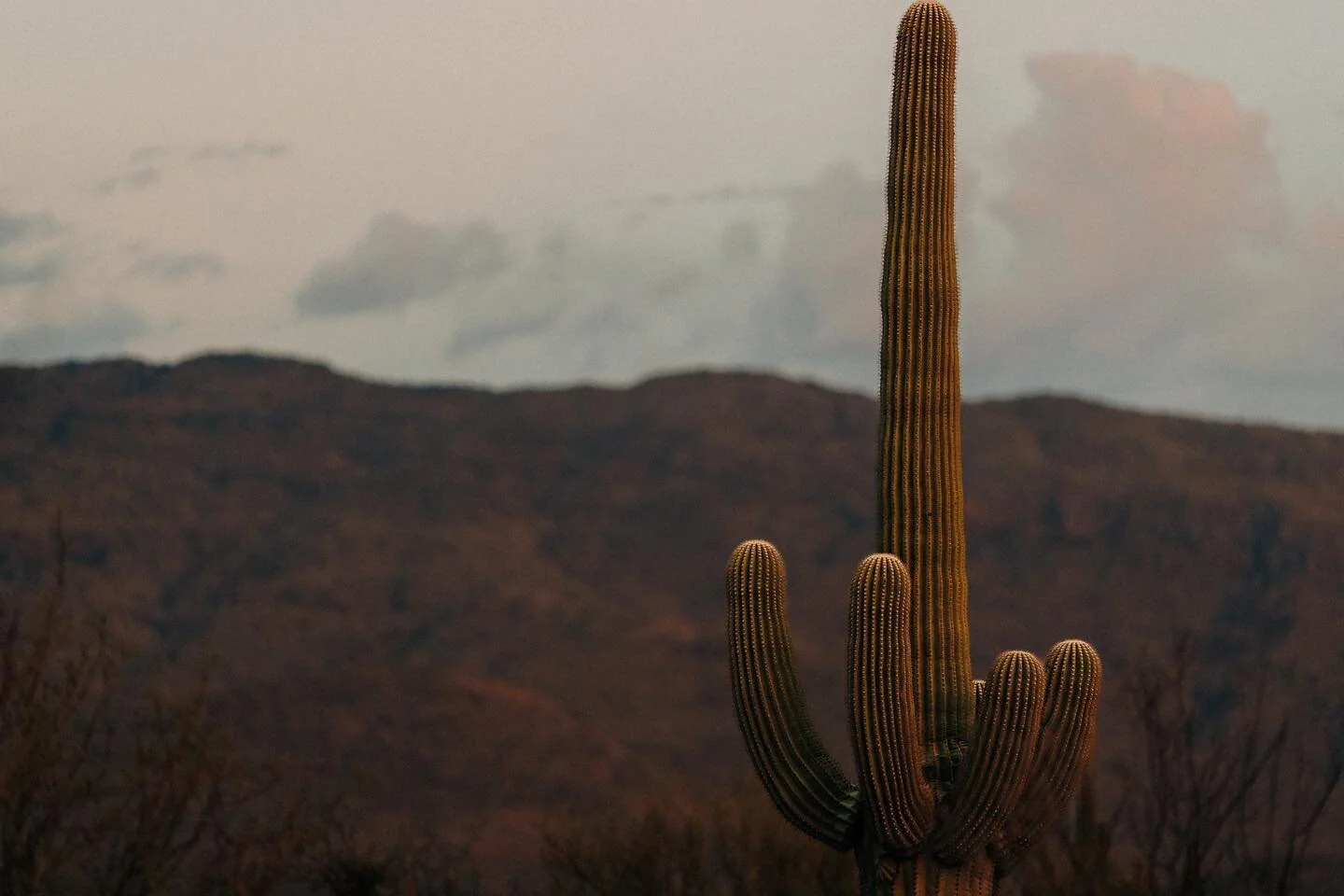 Gotta love a nice saguaro/mountain blue hour landscape shot! @igerstucson @azstateparks @instagramaz @visittucson @visit_arizona #saguaro #mountain #bluehour#mountains