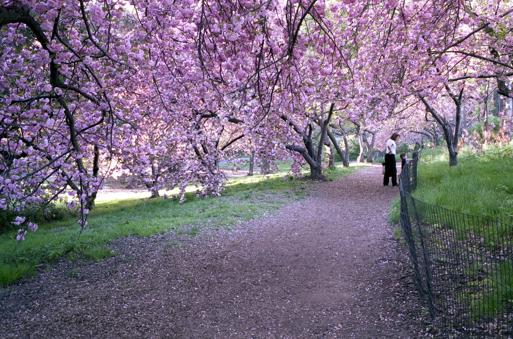 Spring 5.jpg